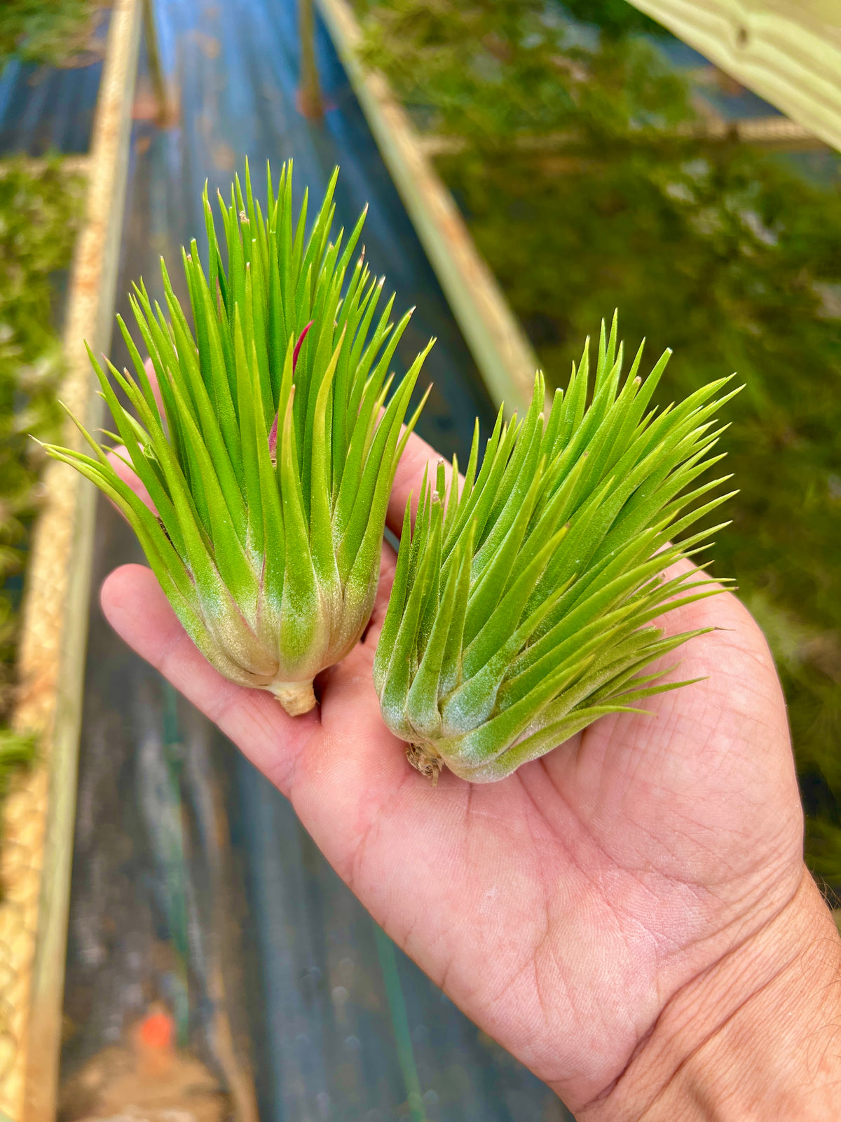 Rare / Premium Ionantha Selections (Exact Plant Pictured)