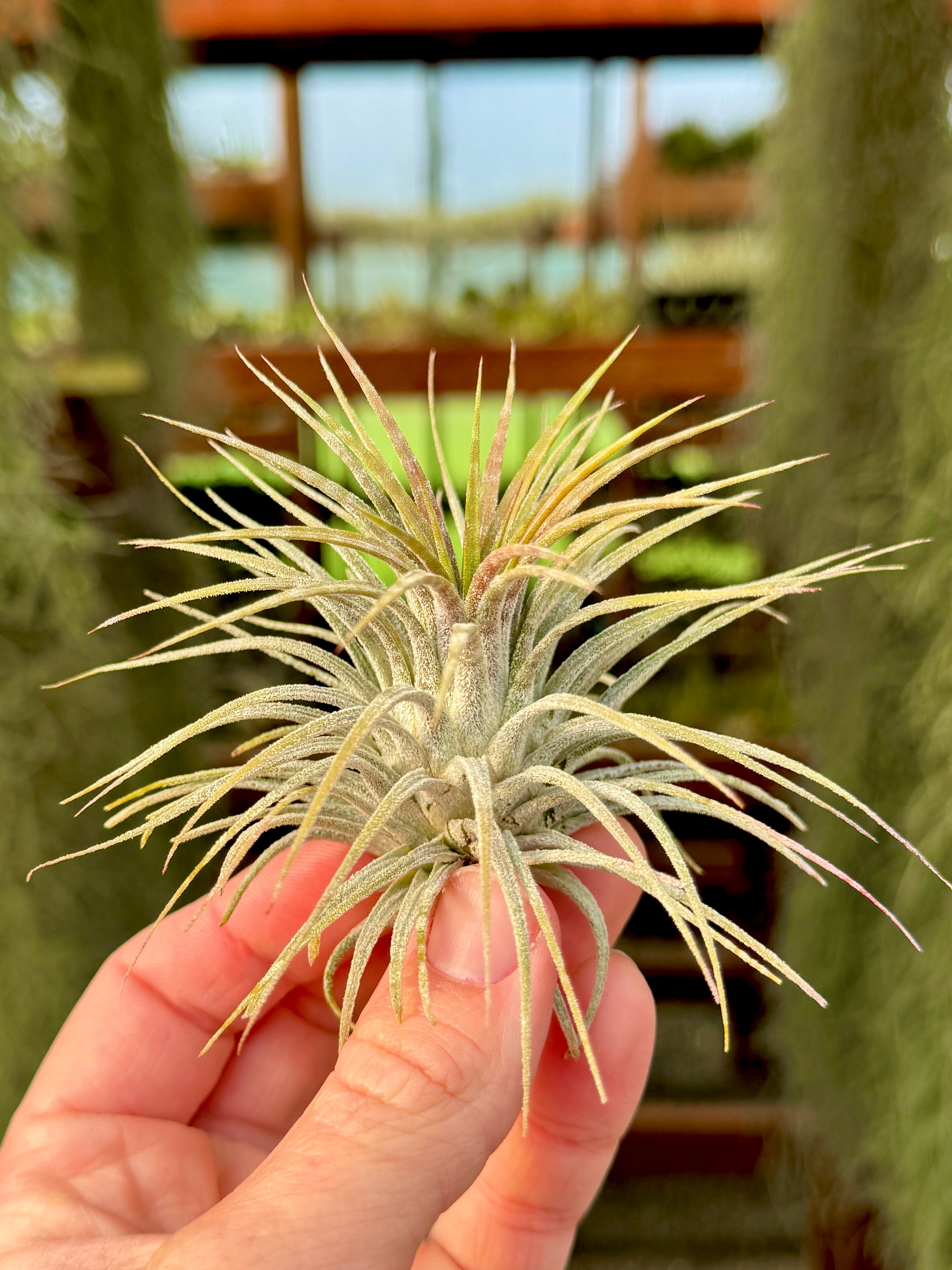 Ionantha Zebrina <br> (Light Banding)