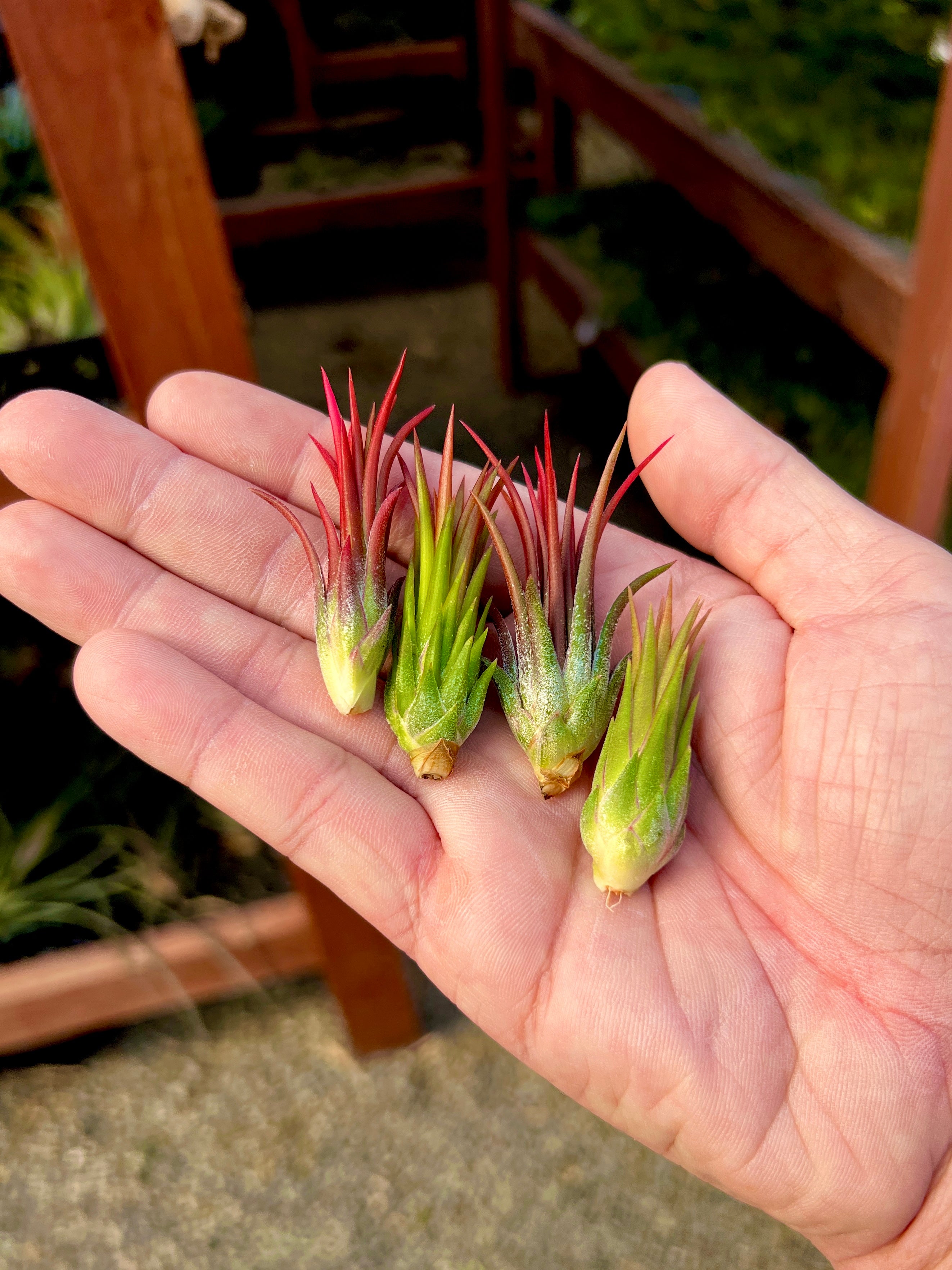 Peanut x Fuego <br> (Miniature Species)