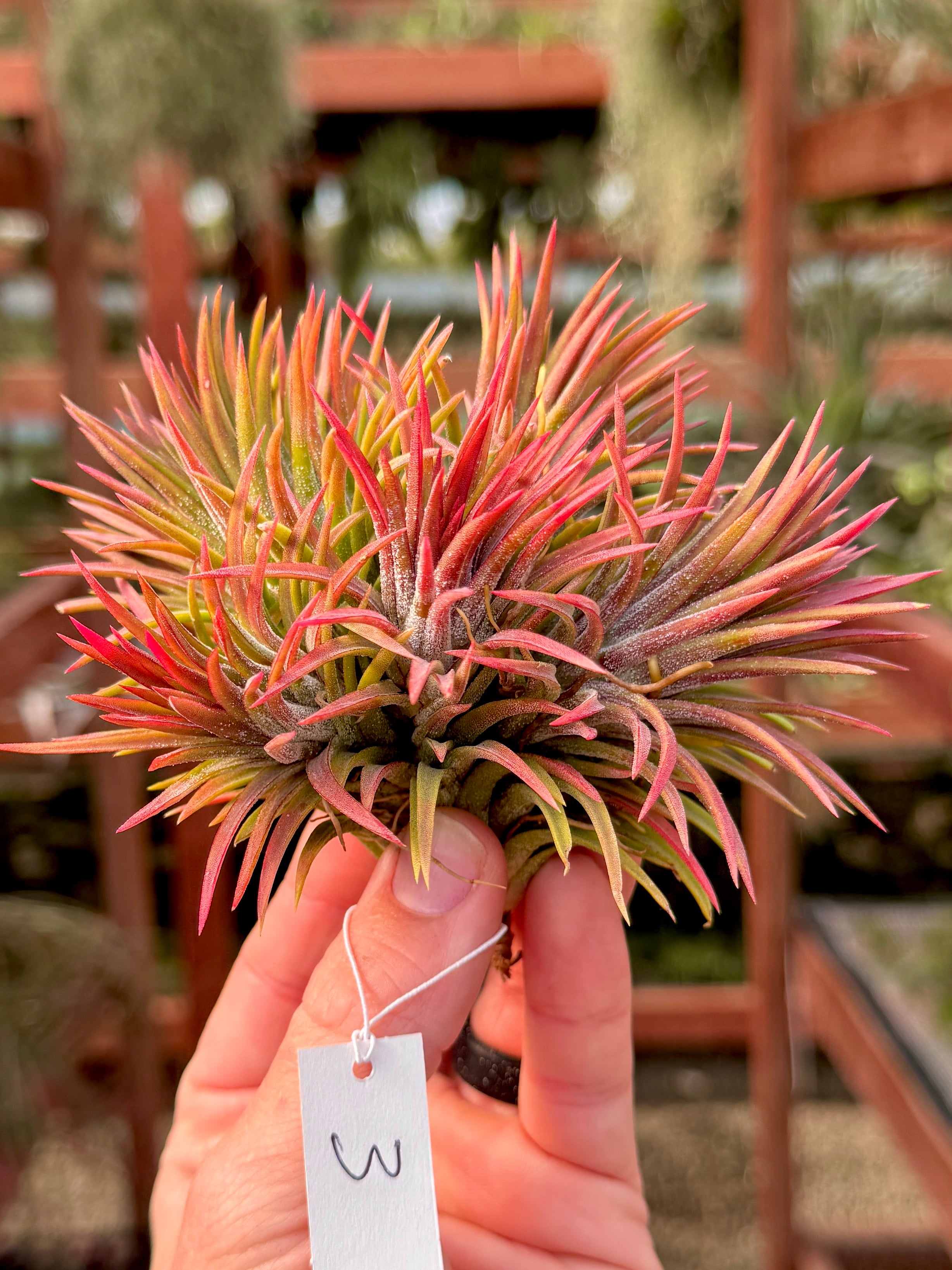 Rare / Premium Ionantha Selections (Exact Plant Pictured)