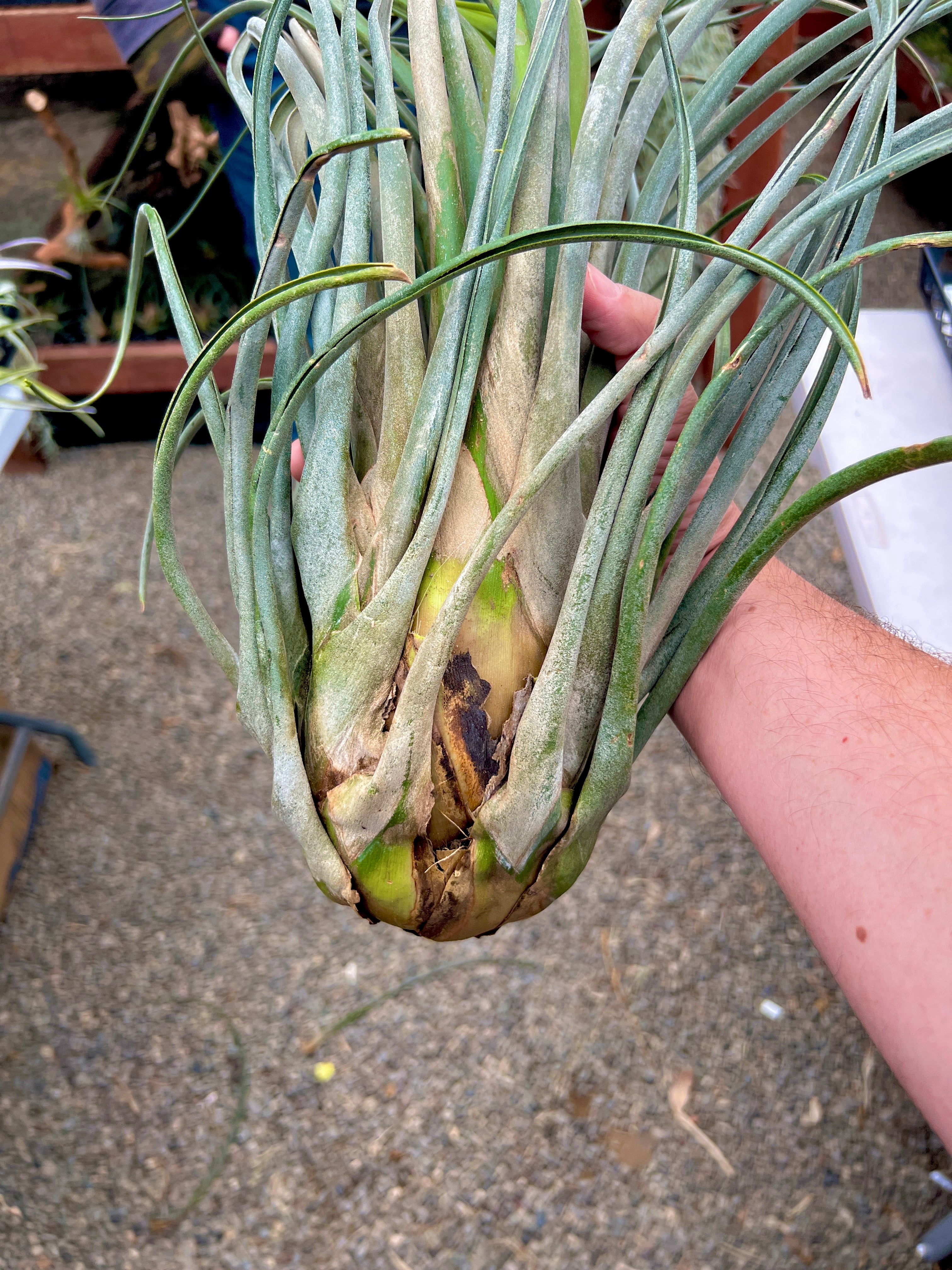 ‘Juggernaut’ (Seleriana X) <br> (NEW Worldwide Release!)