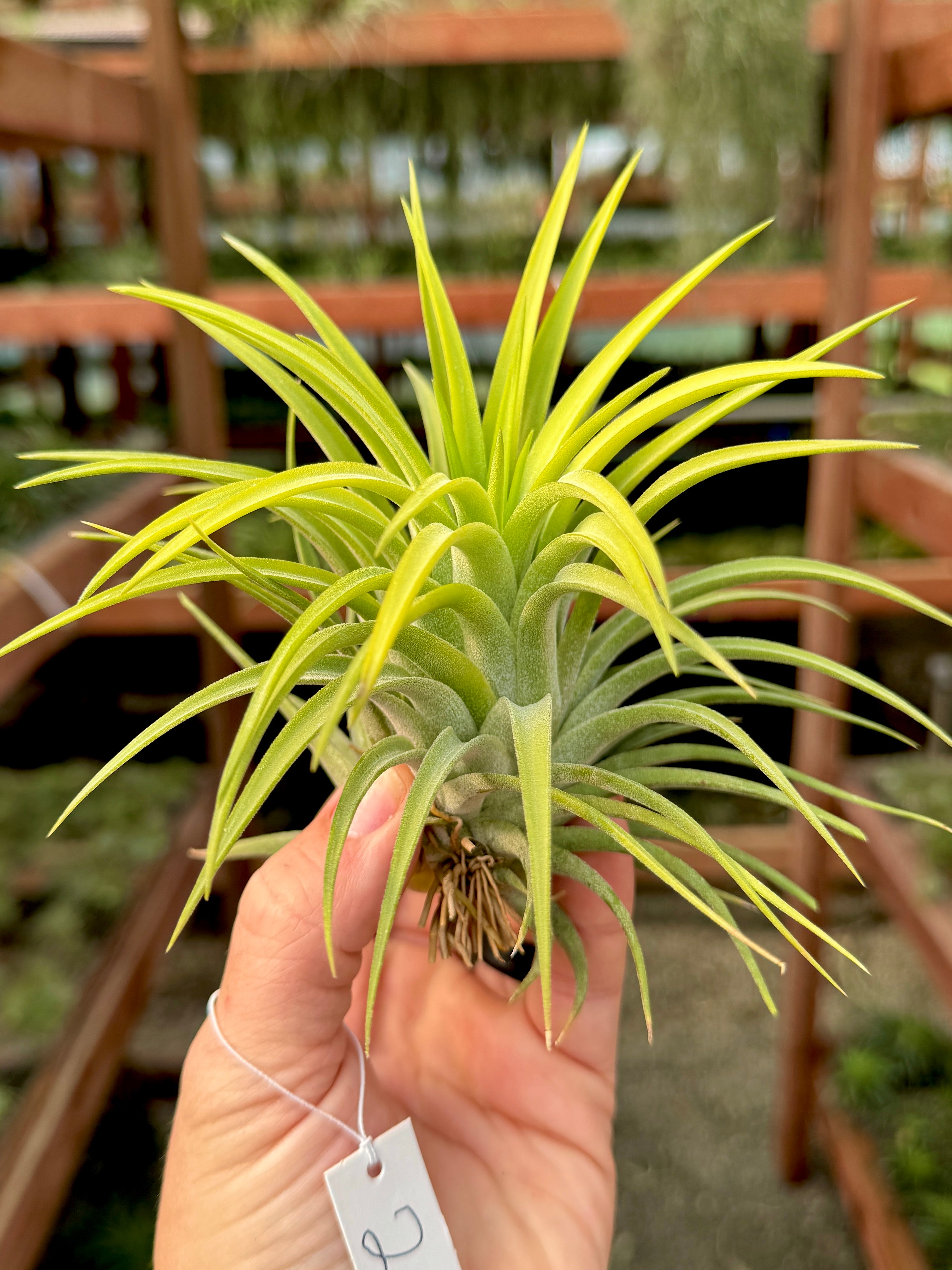 Rare / Premium Ionantha Selections (Exact Plant Pictured)