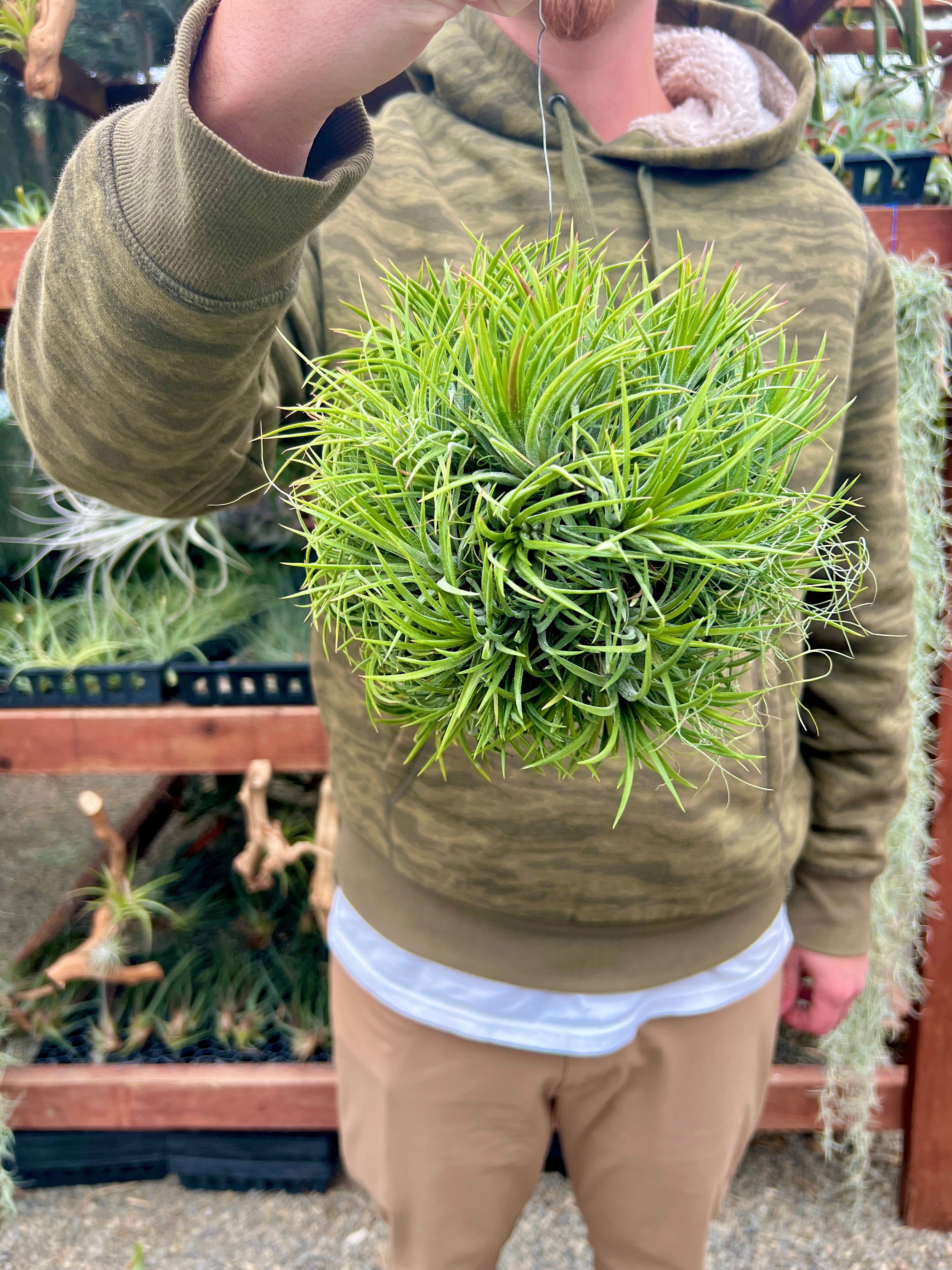 XL デンス イオナンタ 吊り下げ標本