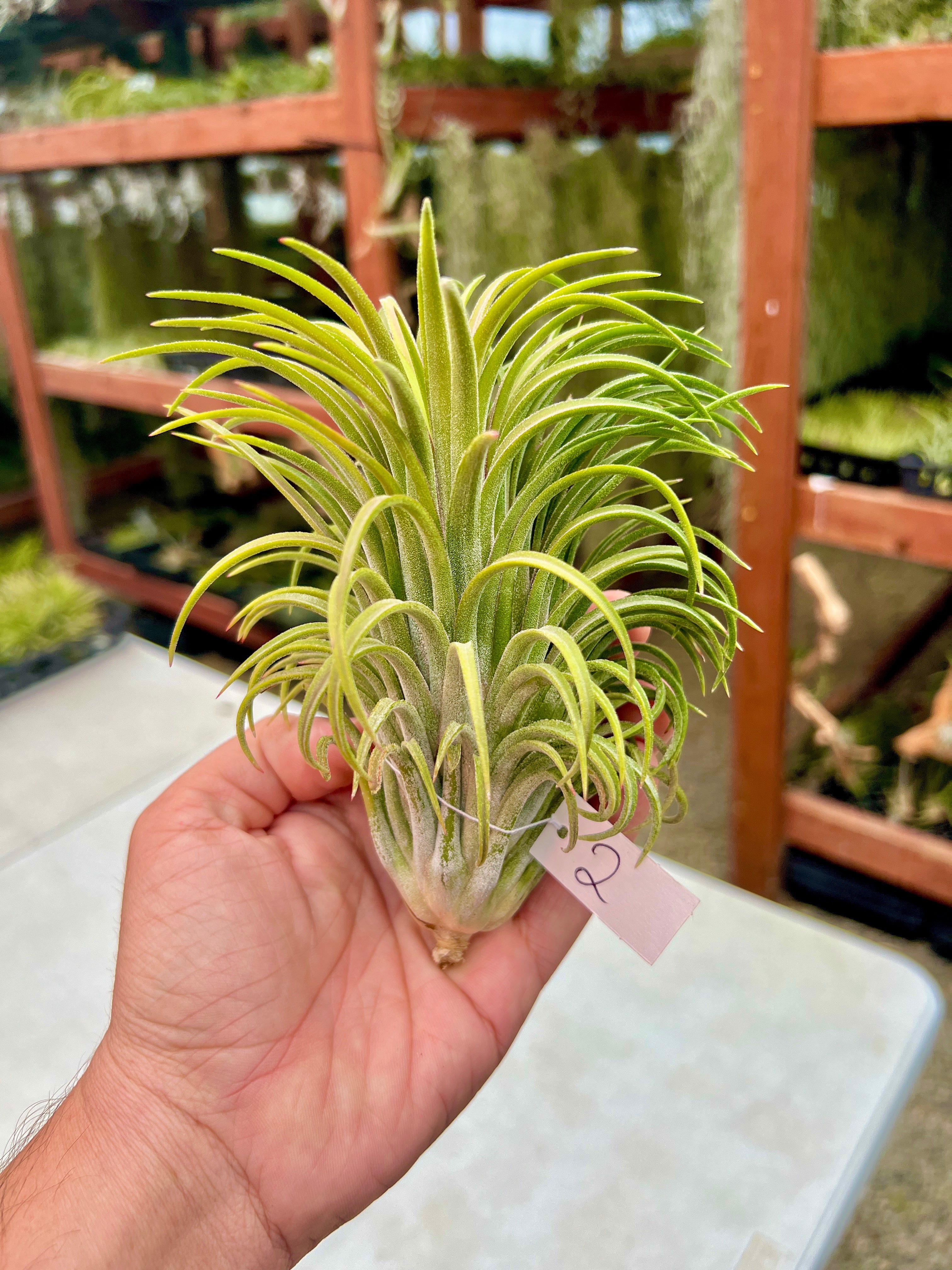 Ionantha Curly Giant XL Selections – Air Plant Hub