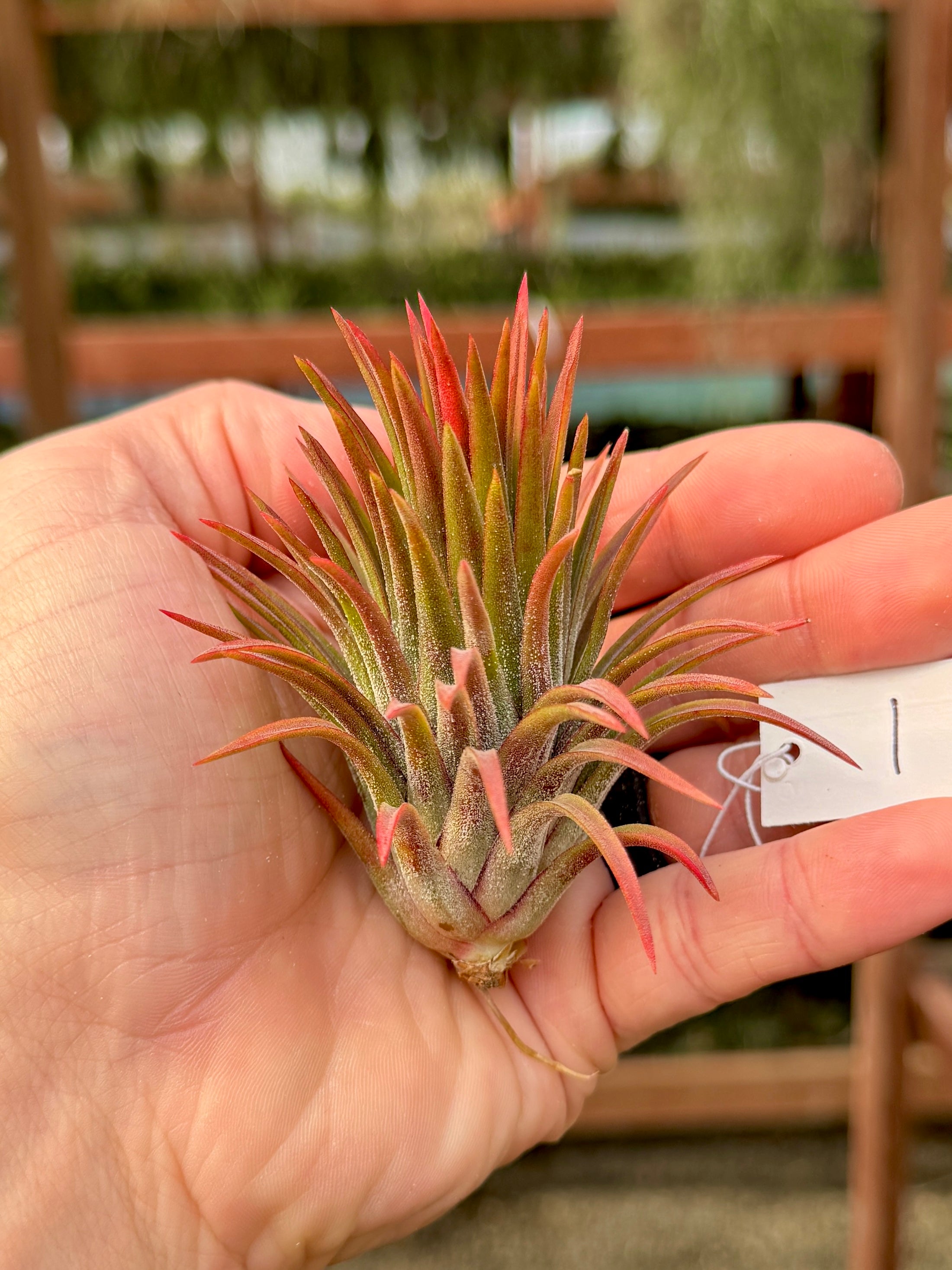 Rare / Premium Ionantha Selections (Exact Plant Pictured)