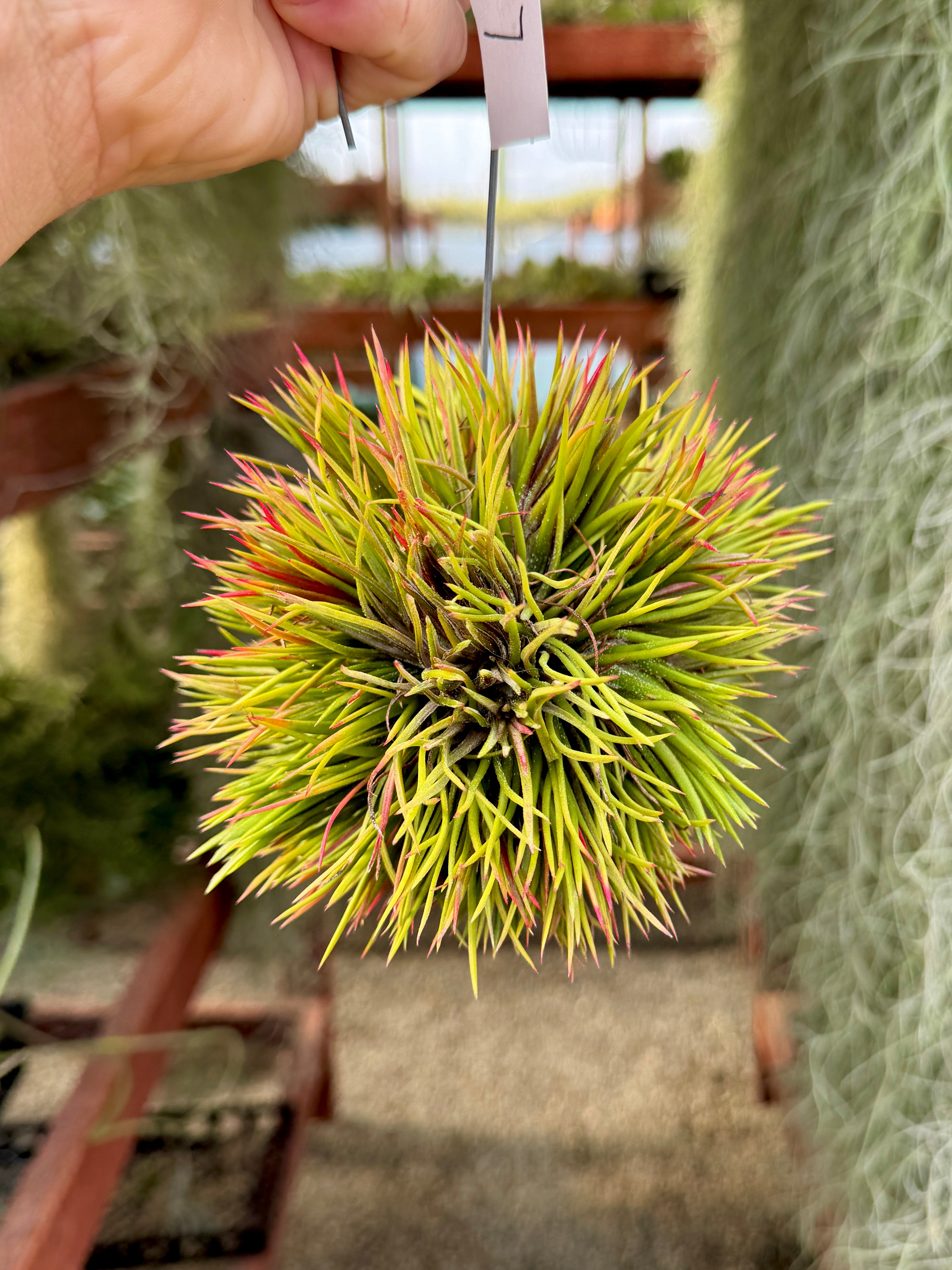Crested Ionantha Clump <br> (Exact Plants Pictured)