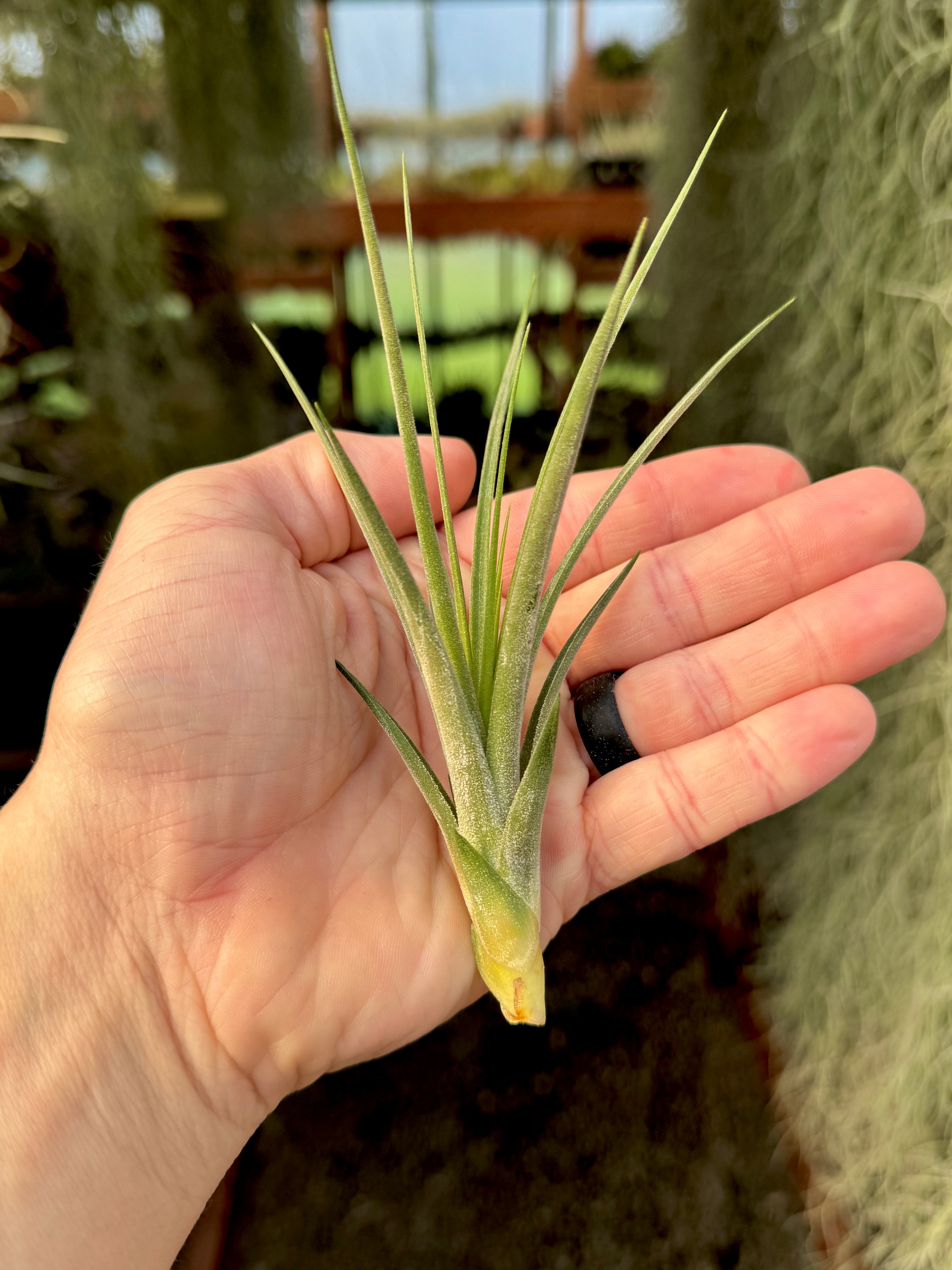 Rectifolia (Ionantha x Schiedeana)