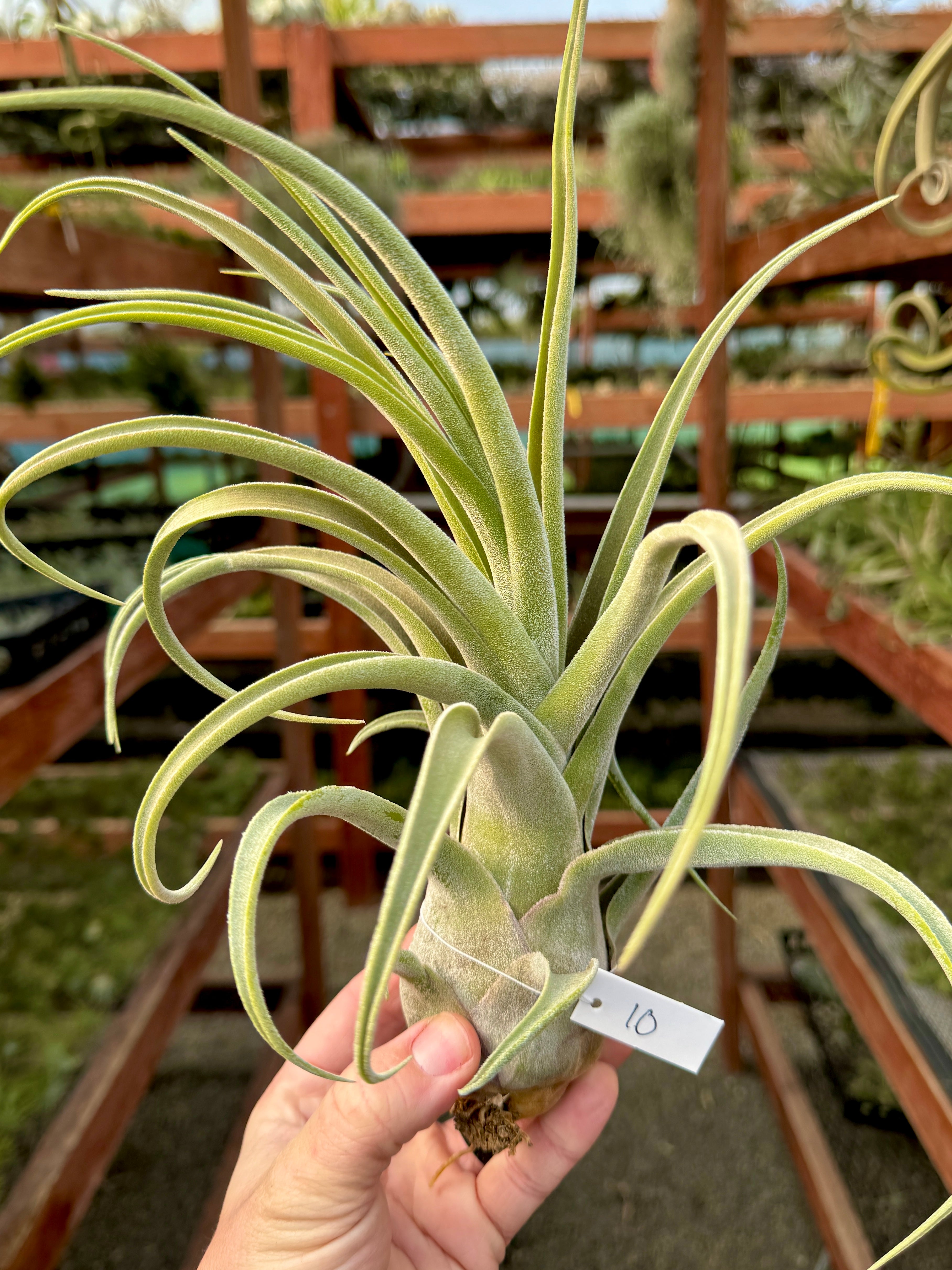 Blushing Giant (streptophylla x seleriana) – Air Plant Hub
