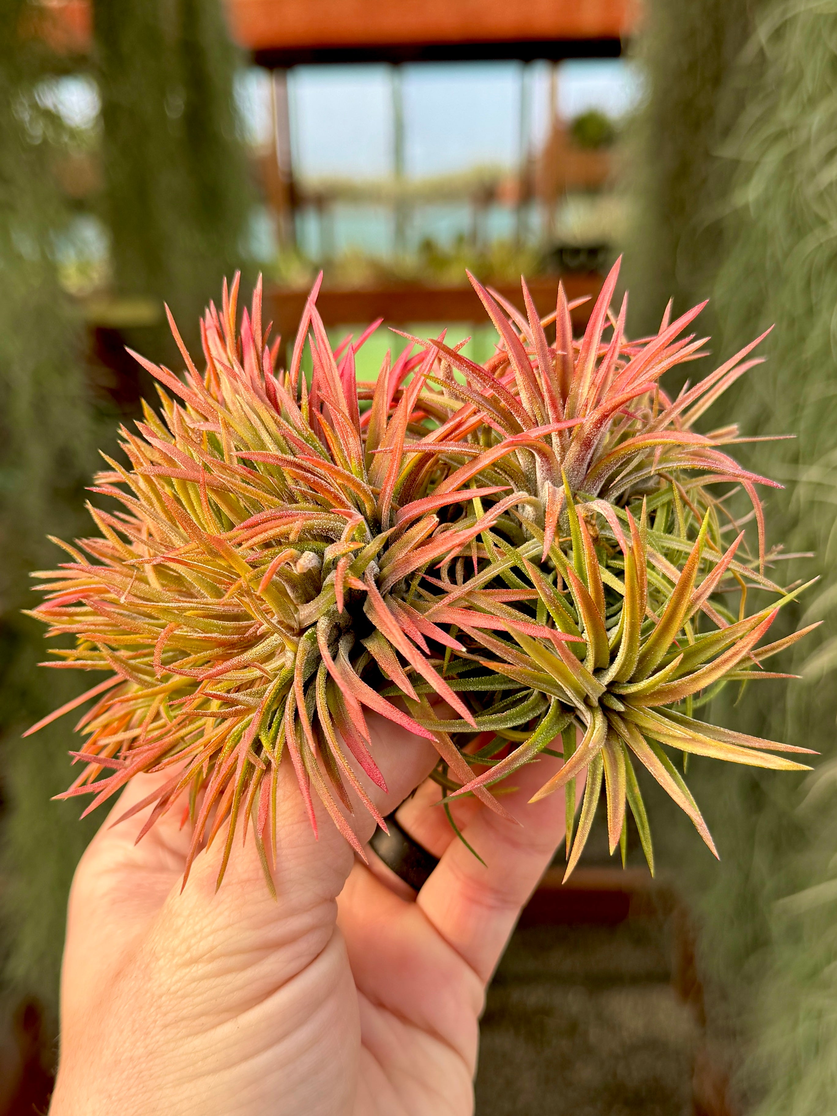 ハ*可様 Tillandsia Ionantha レア株セット Rare / Premium Ionantha Selections (Exact Plant Pictured) – Air