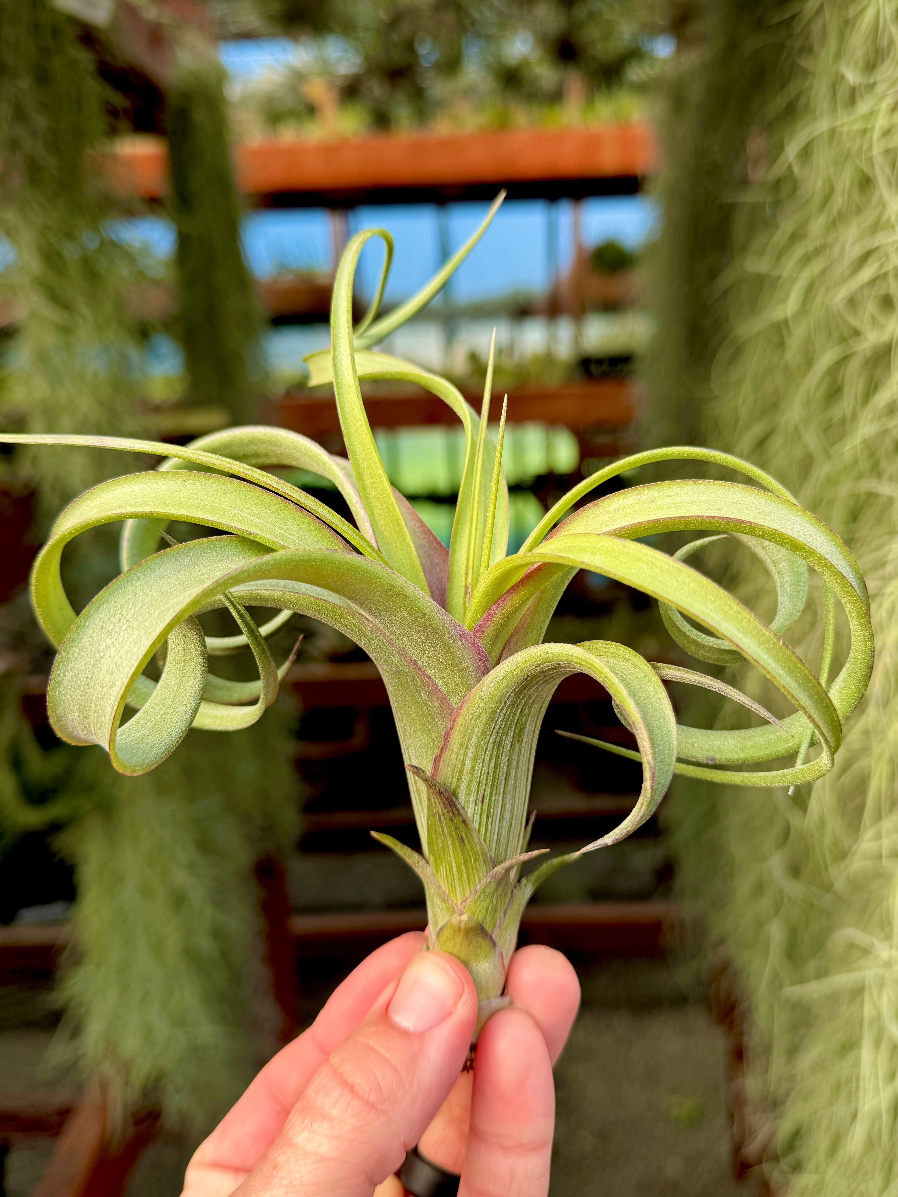 Curly Slim x Twisted Tim – Air Plant Hub