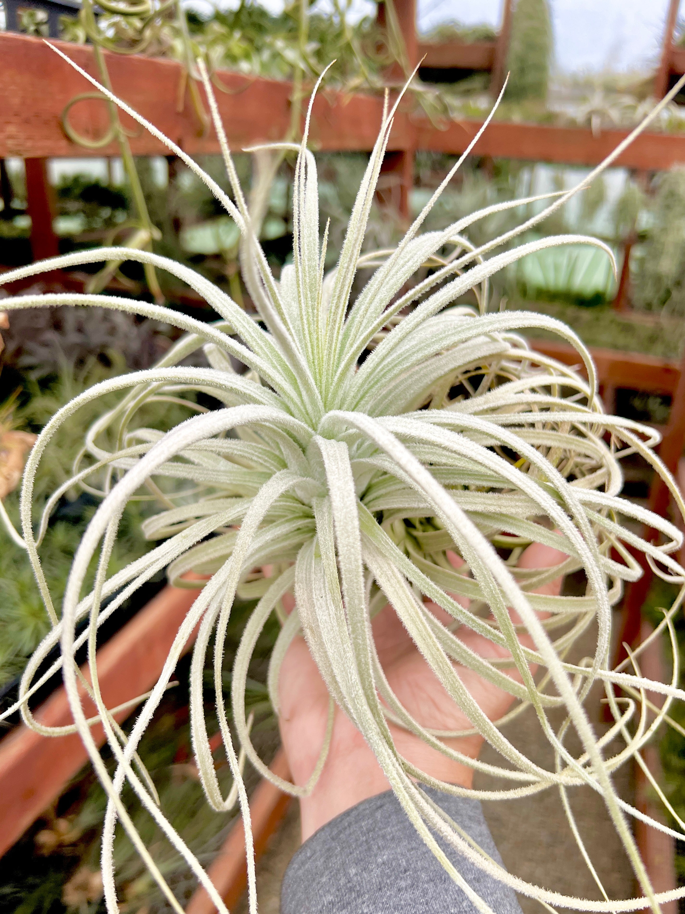コレクターズスペシャル(2018/11/23更新) – Air Plant Hub