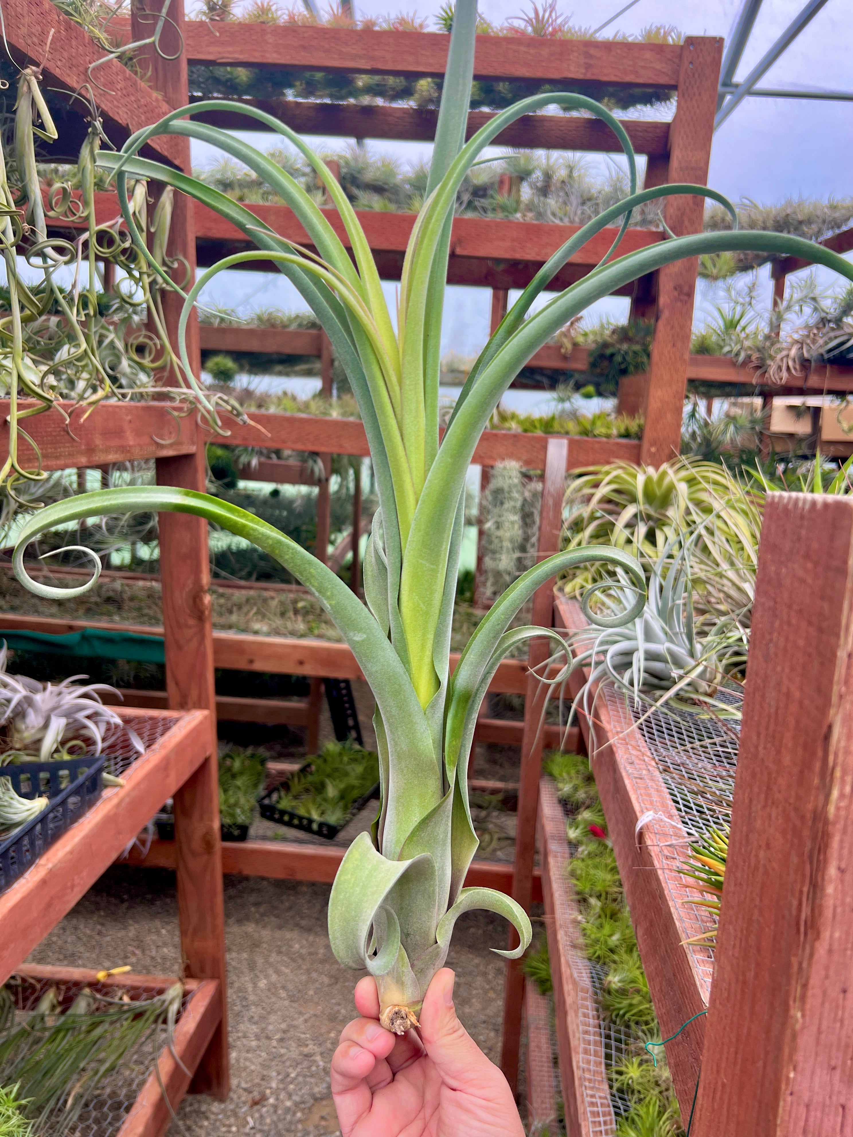 コレクターズスペシャル(2018/11/23更新) – Air Plant Hub