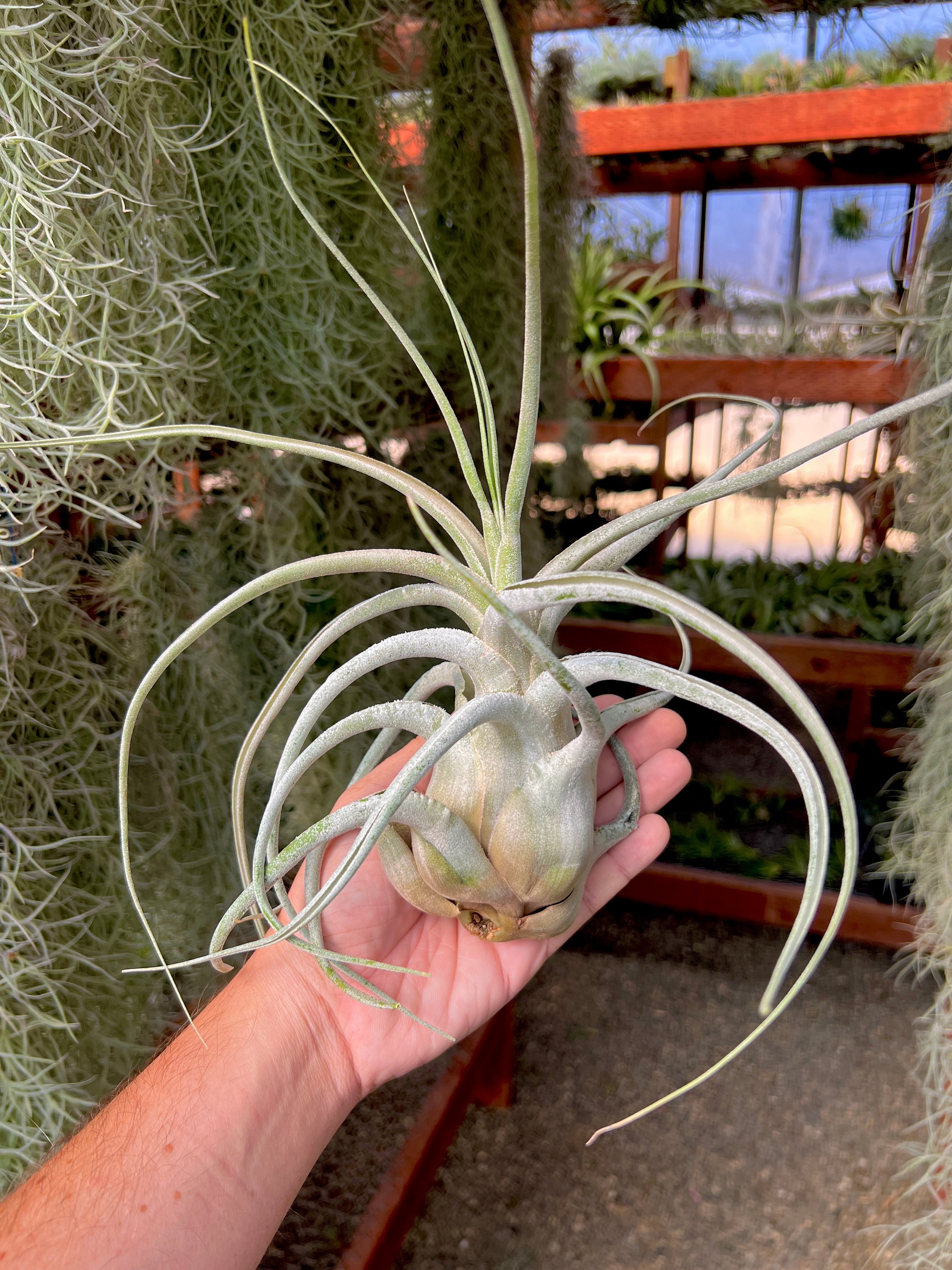 ehlersiana air plant Ehlersiana Giant Clone (Receive The Exact Plant You Choose!)