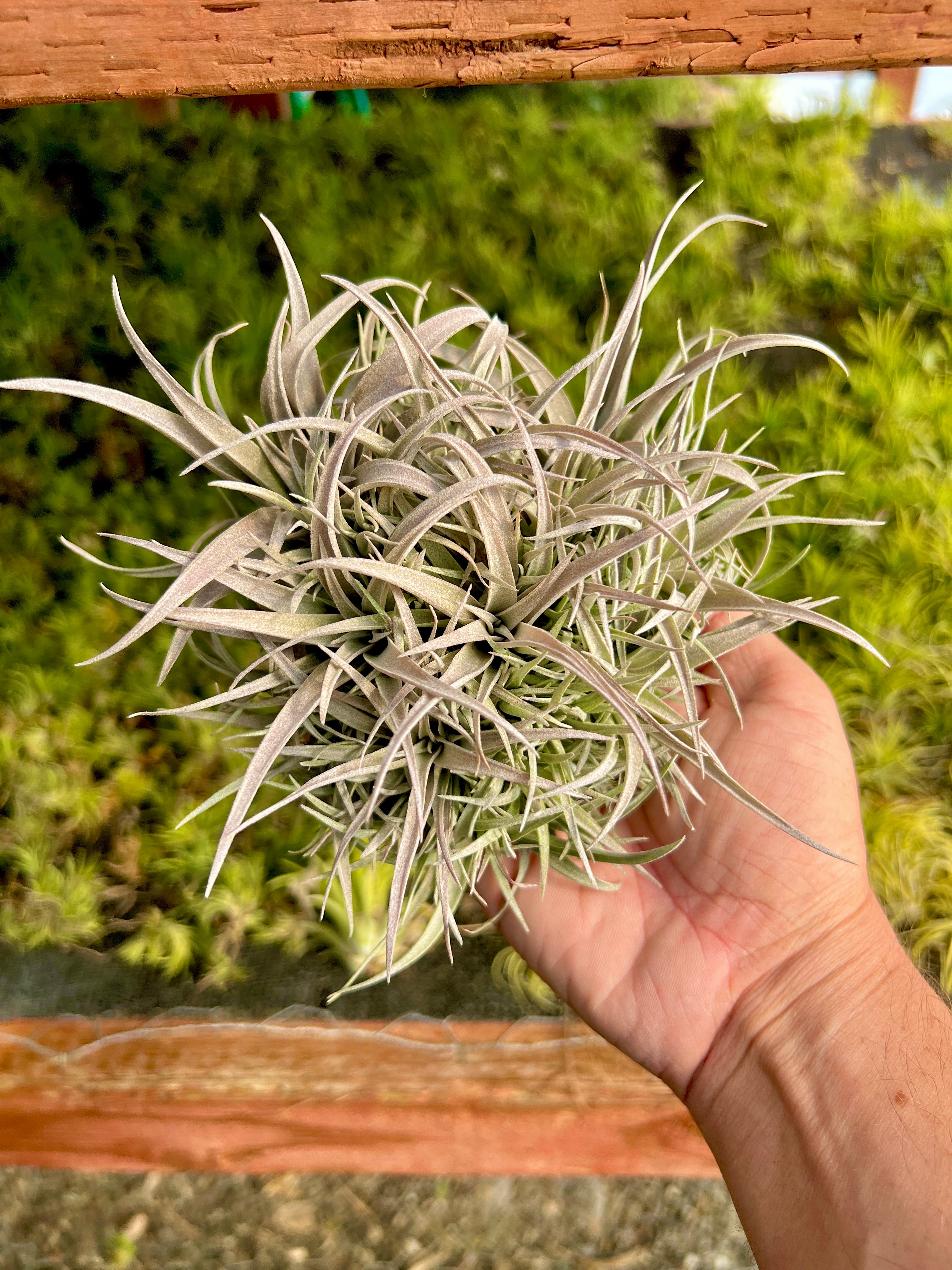 Chiapensis Snowball Form Clump