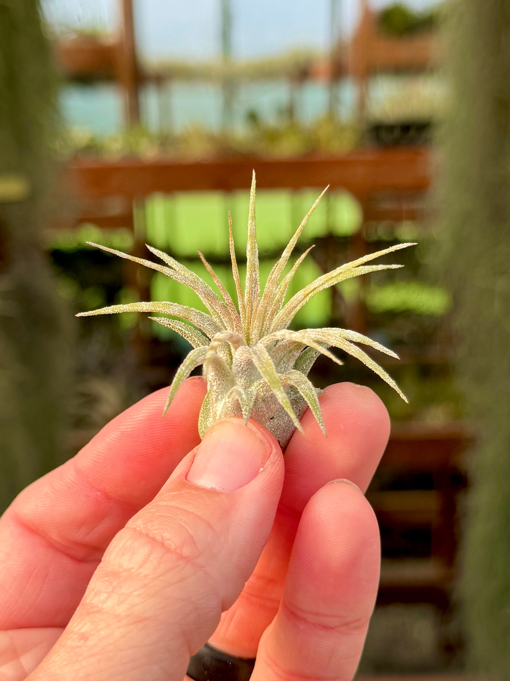 Ionantha Zebrina <br> (Light Banding)