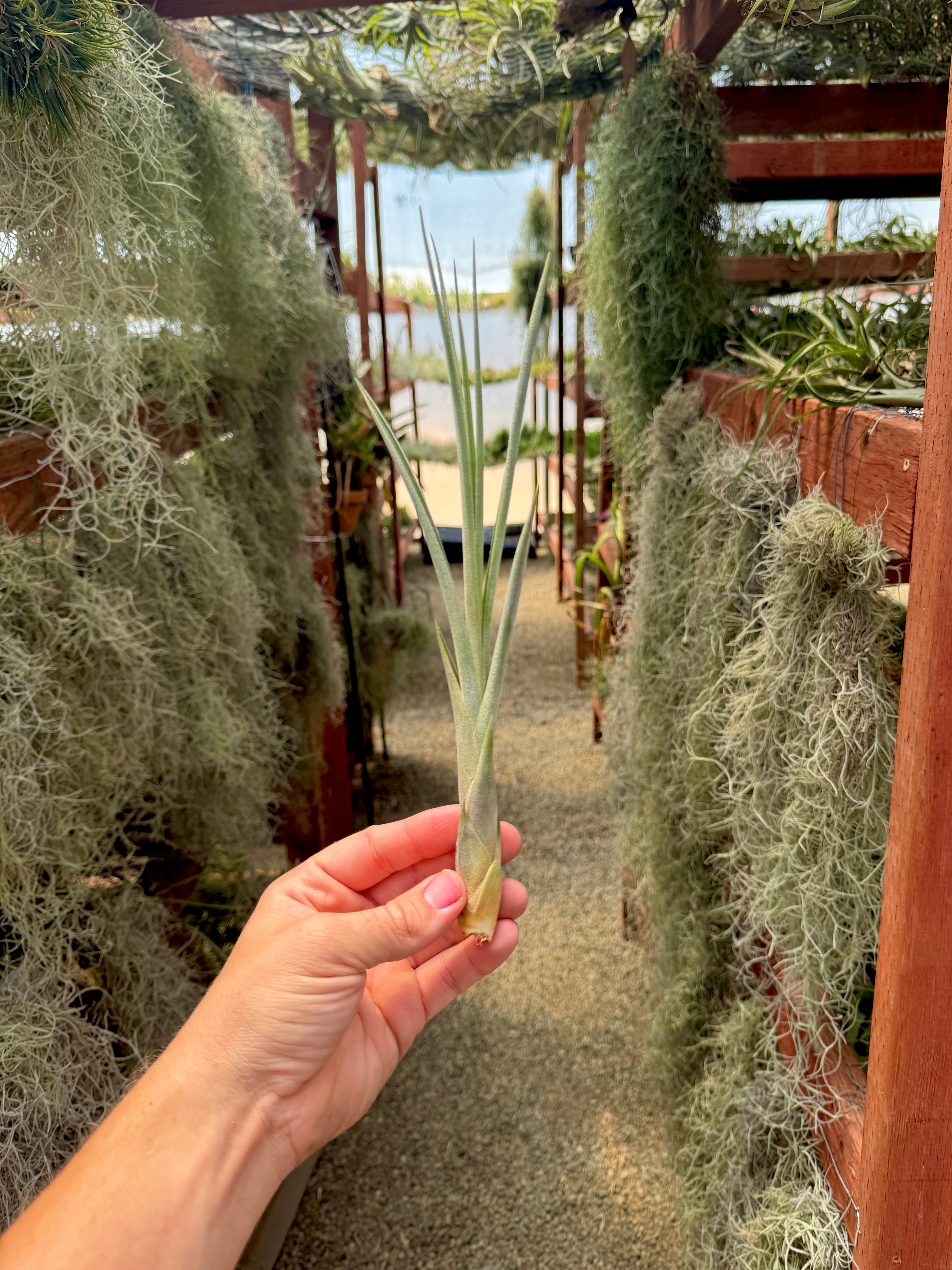 medusae air plant Caput Medusae x Flabellata Medium