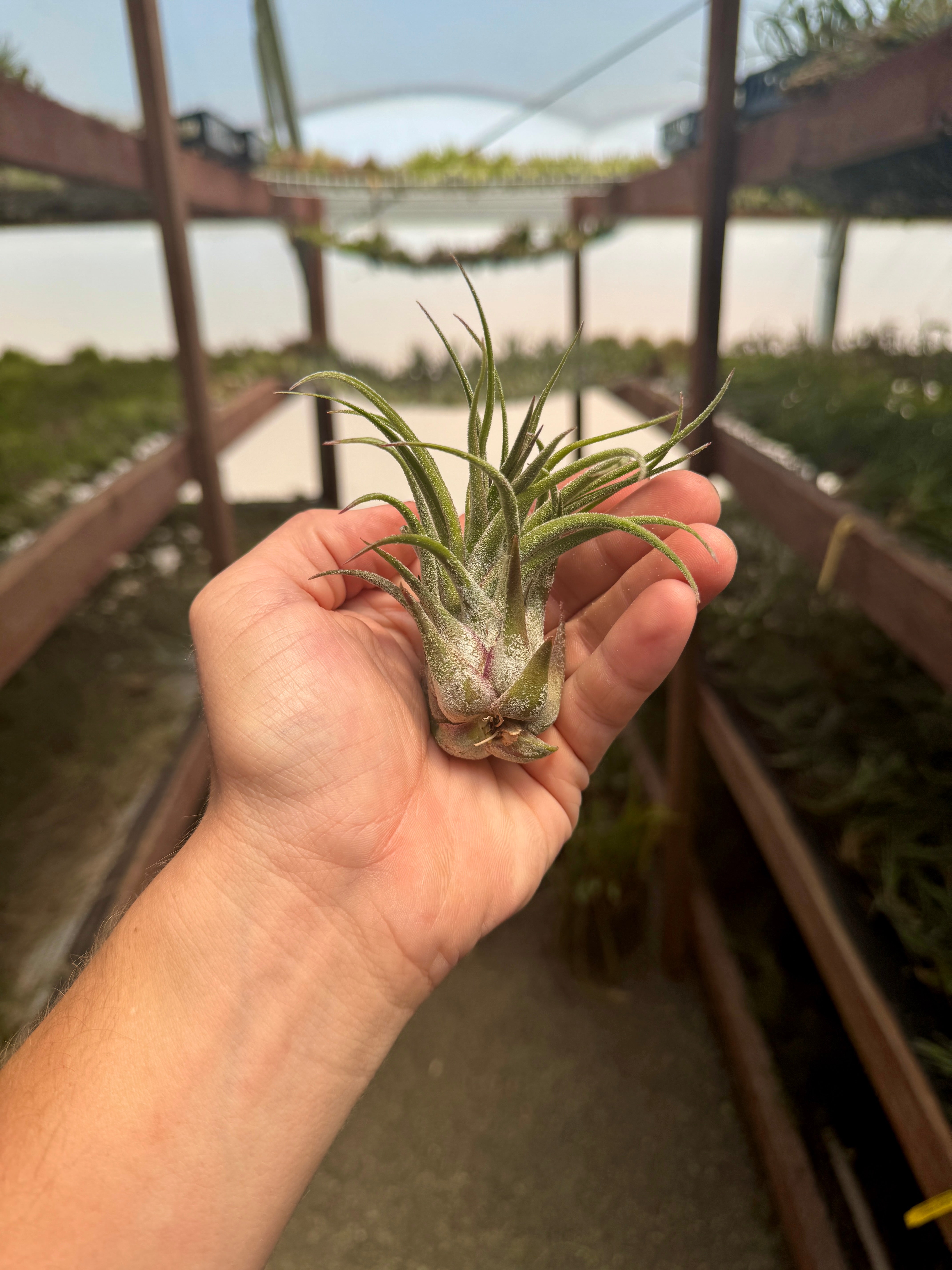 イオナンタ・ルブラ×セレリアナ – Air Plant Hub