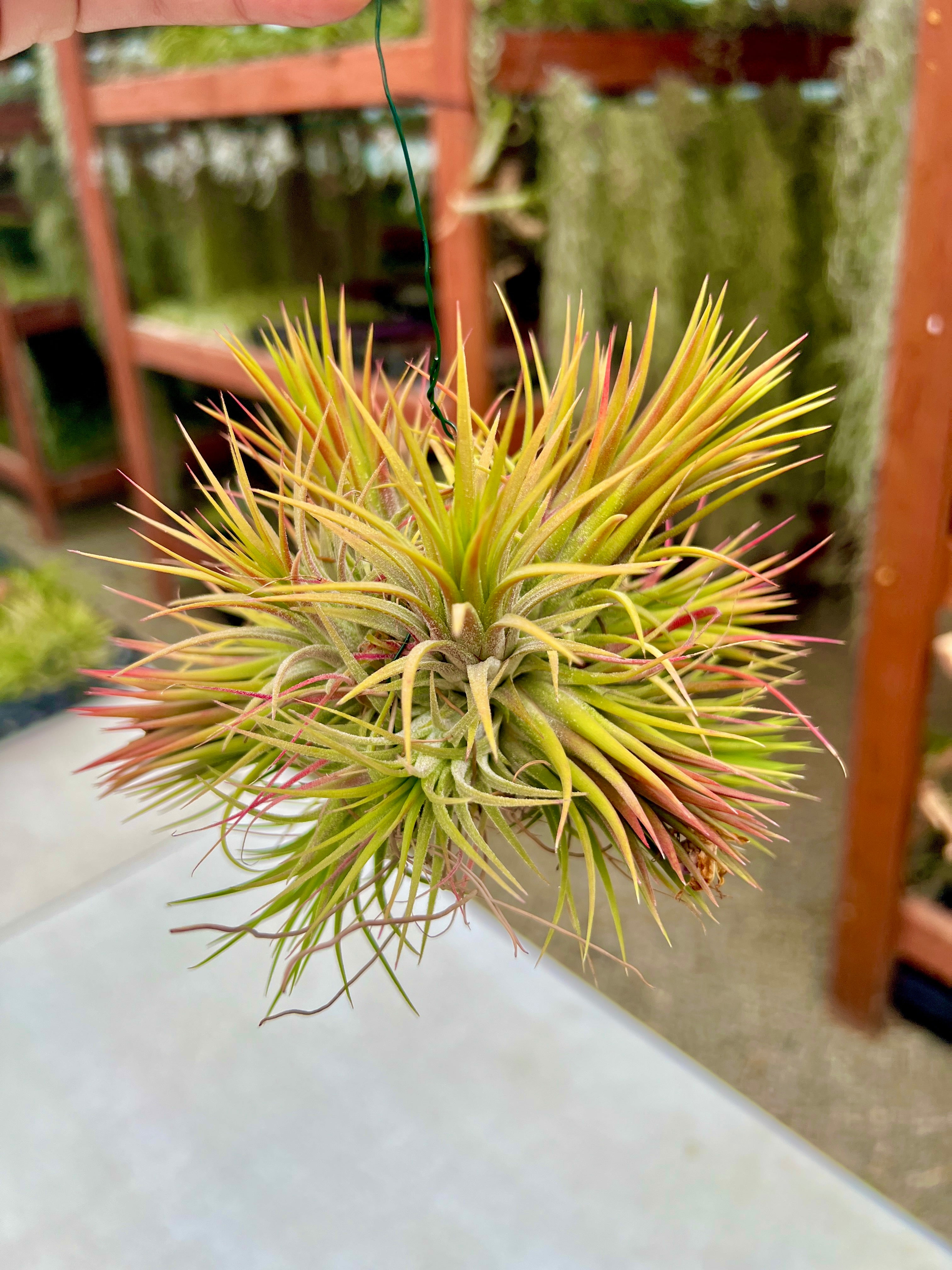 XL デンス イオナンタ 吊り下げ標本