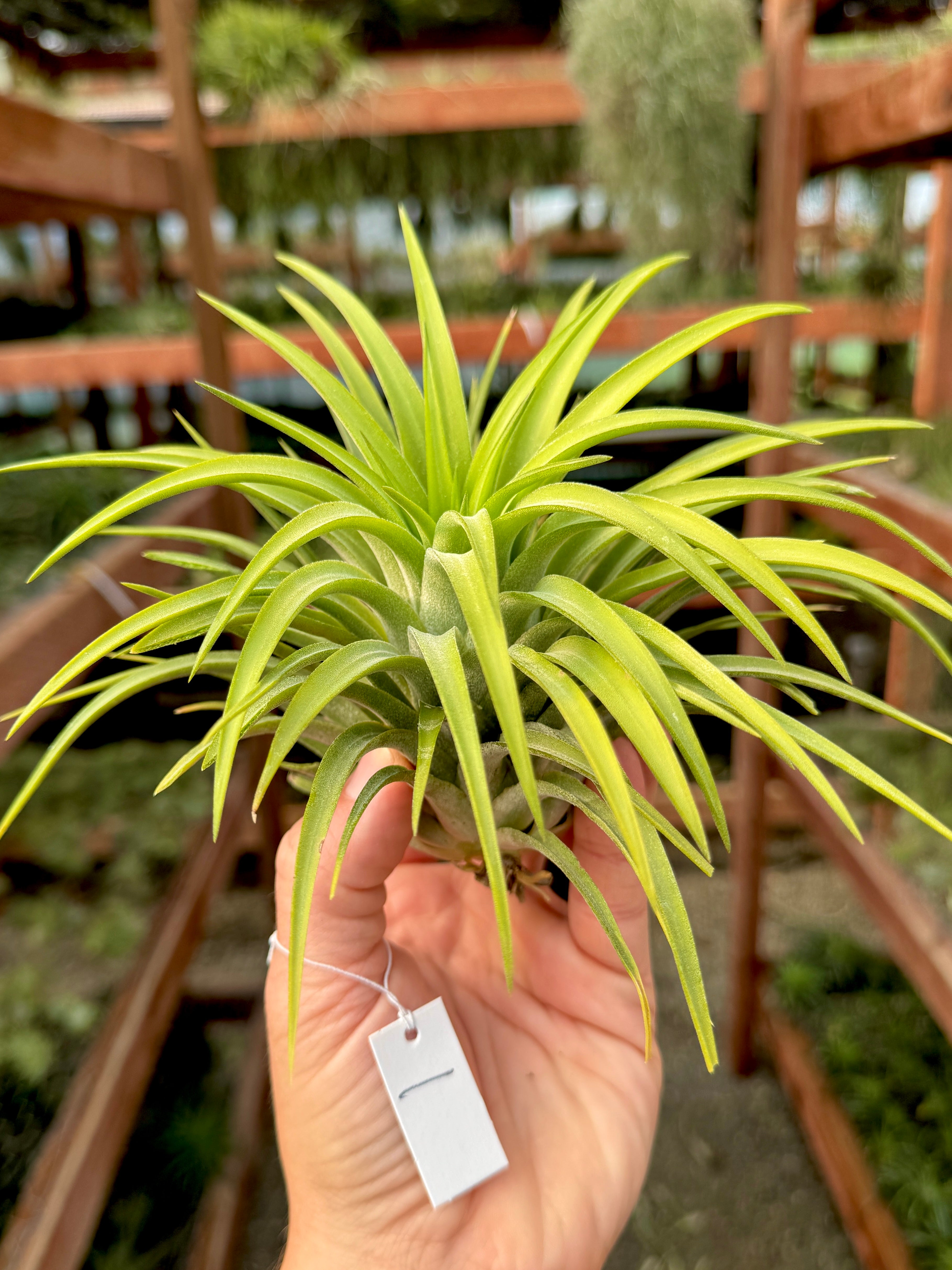 Rare / Premium Ionantha Selections (Exact Plant Pictured)