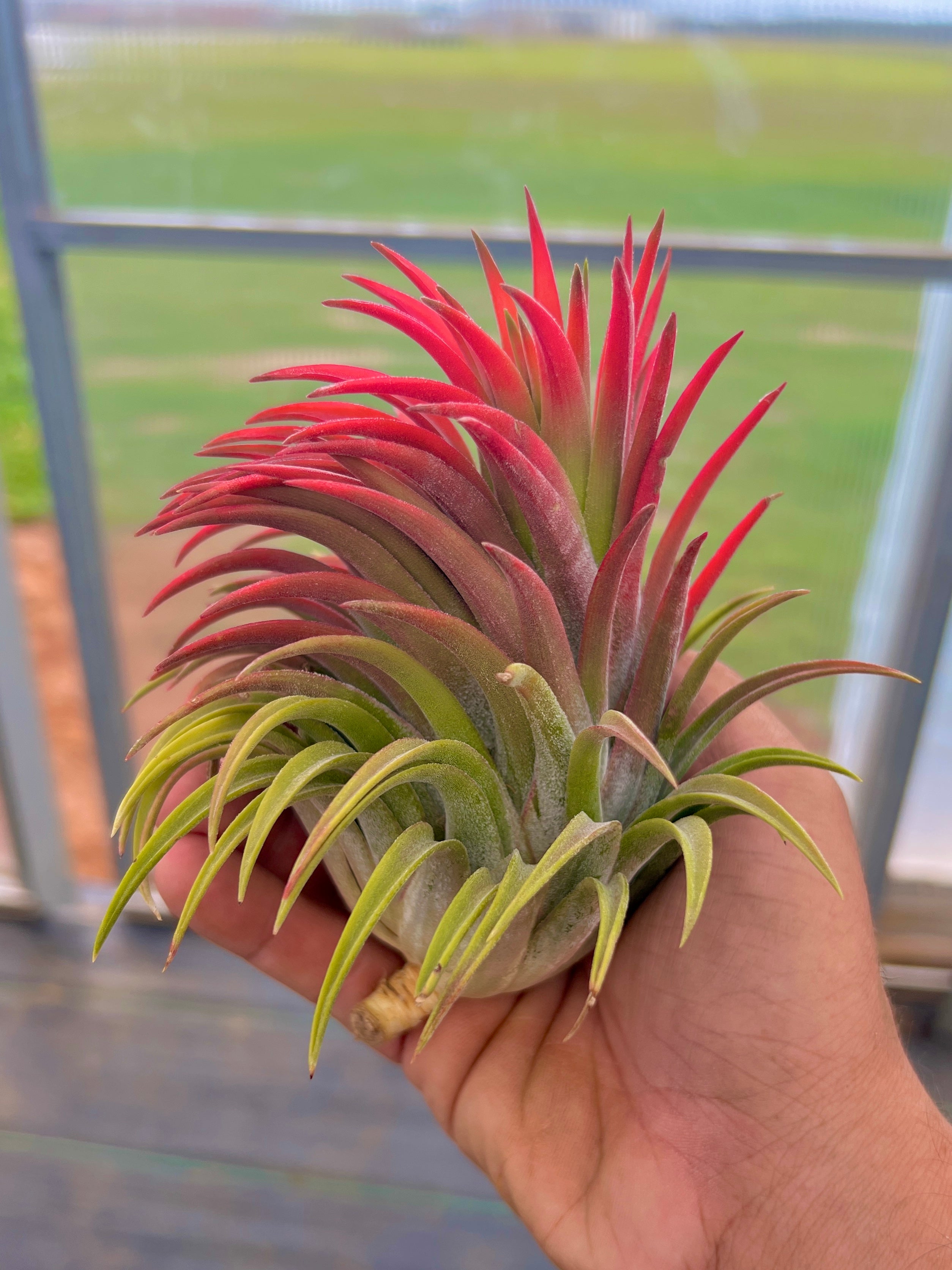 Collector's Specials (Updated 11/23/18) – Air Plant Hub