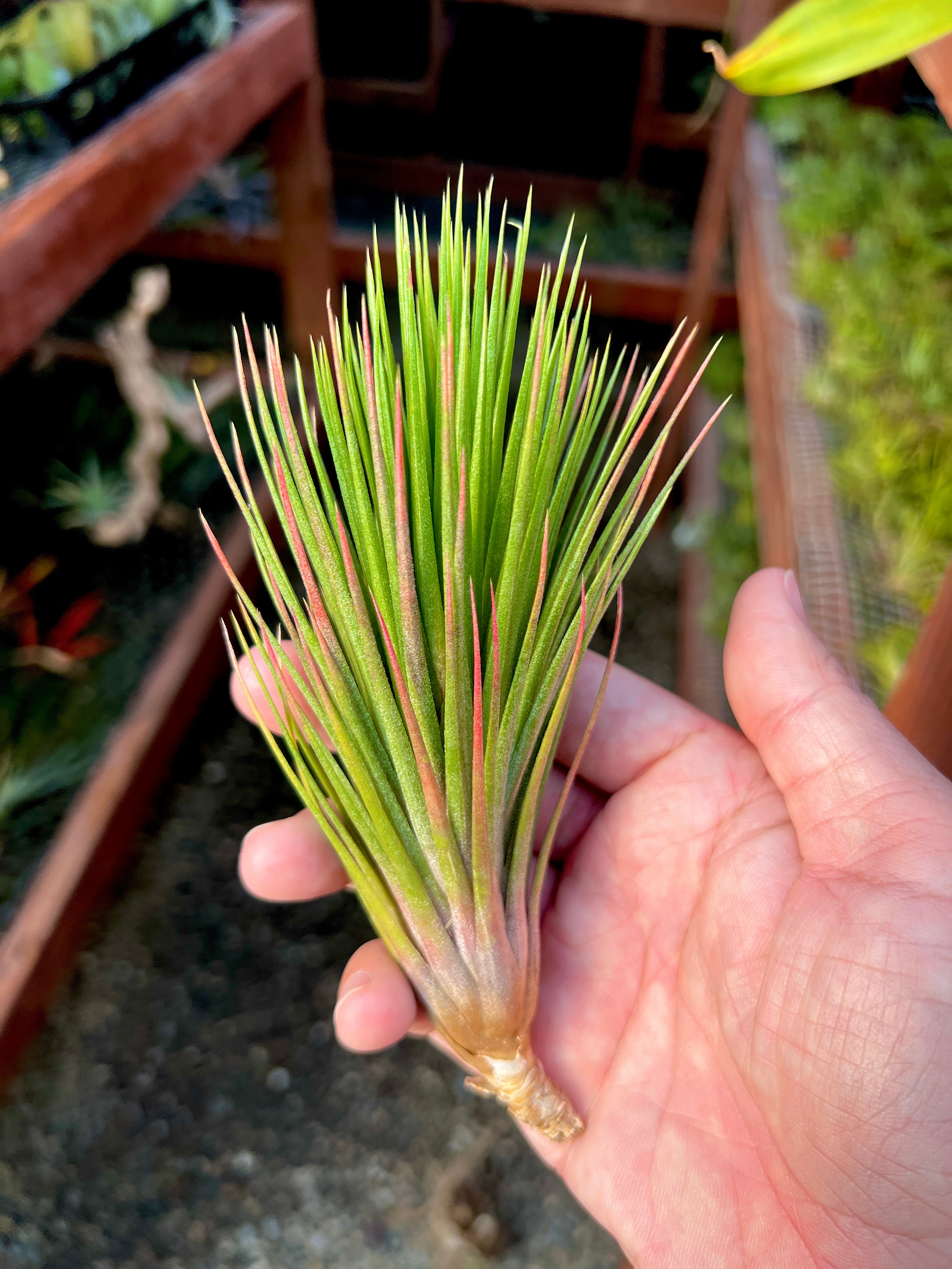 Paul T.' (ionantha X funckiana) – Air Plant Hub