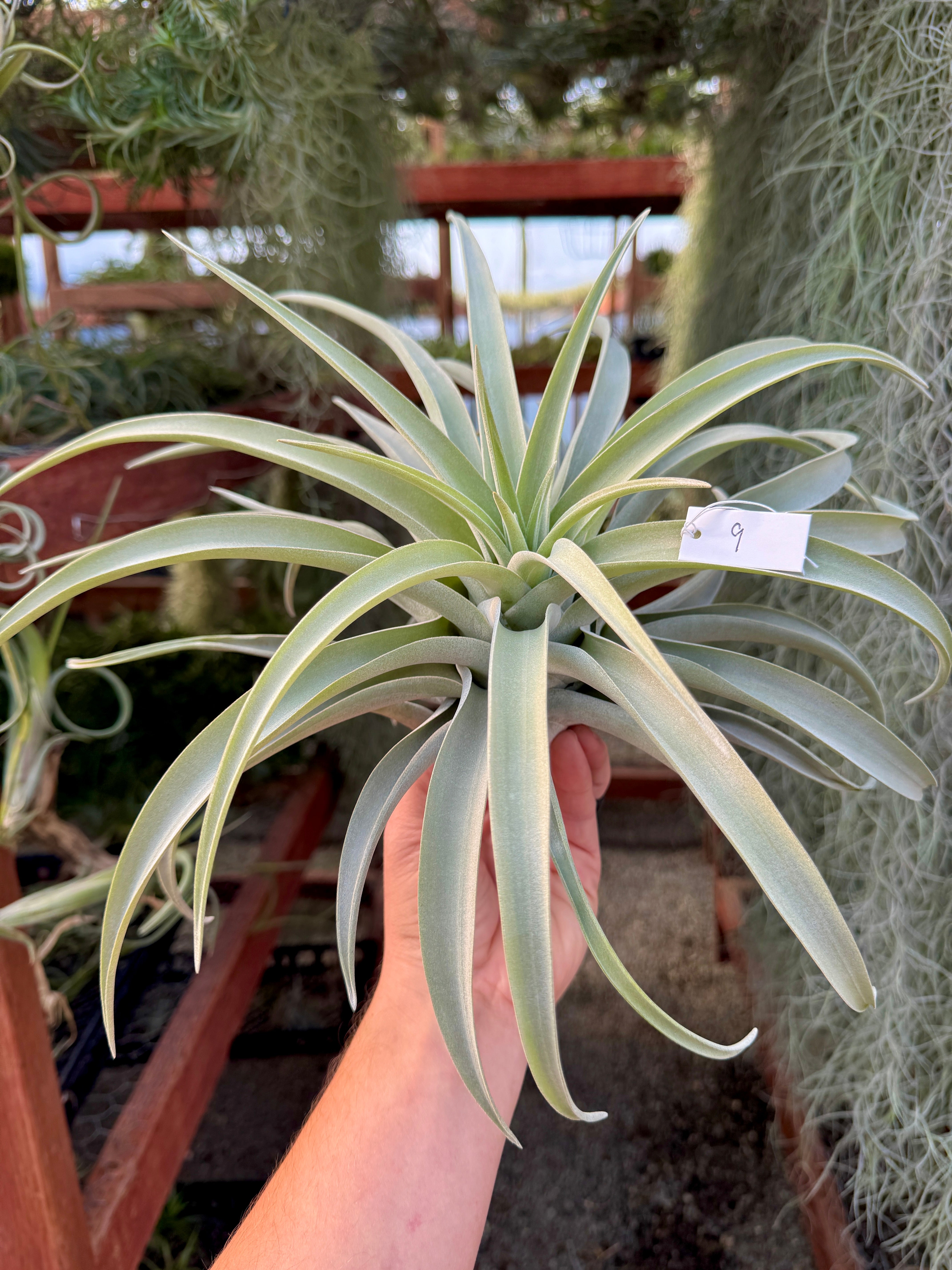 Premium Harrisii x Xerographica Thick Leaf