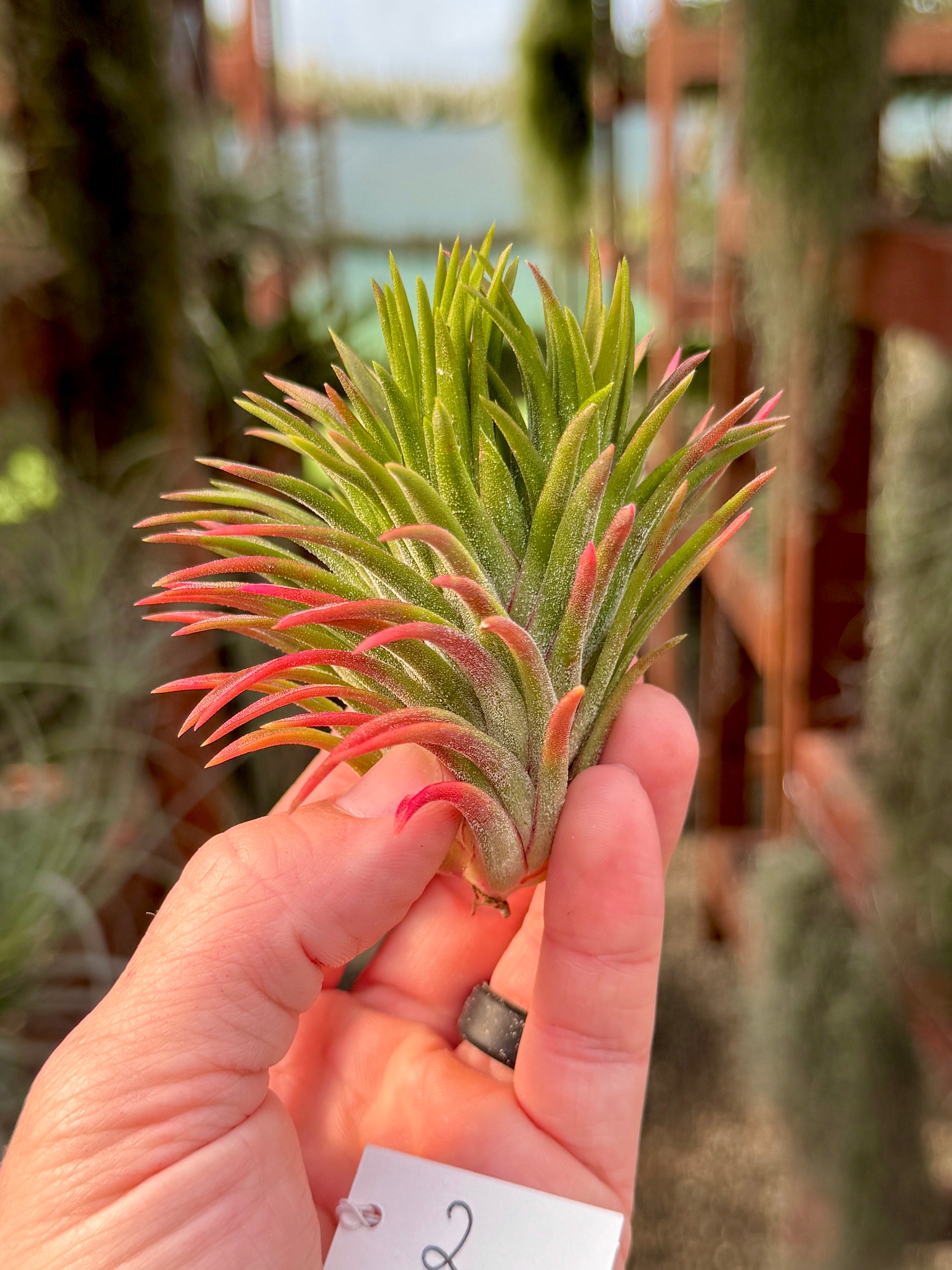 Rare / Premium Ionantha Selections (Exact Plant Pictured)