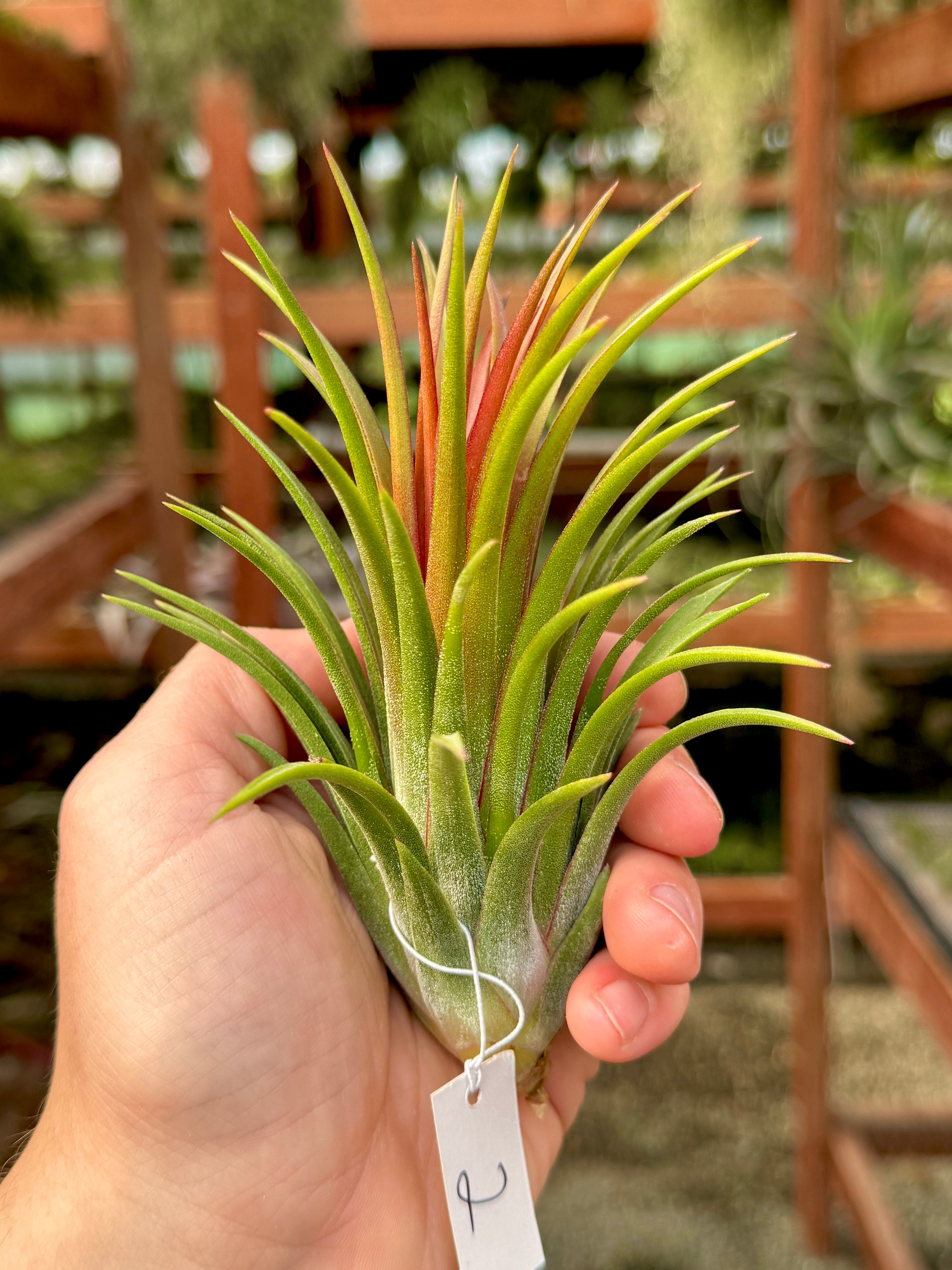 Rare / Premium Ionantha Selections (Exact Plant Pictured)