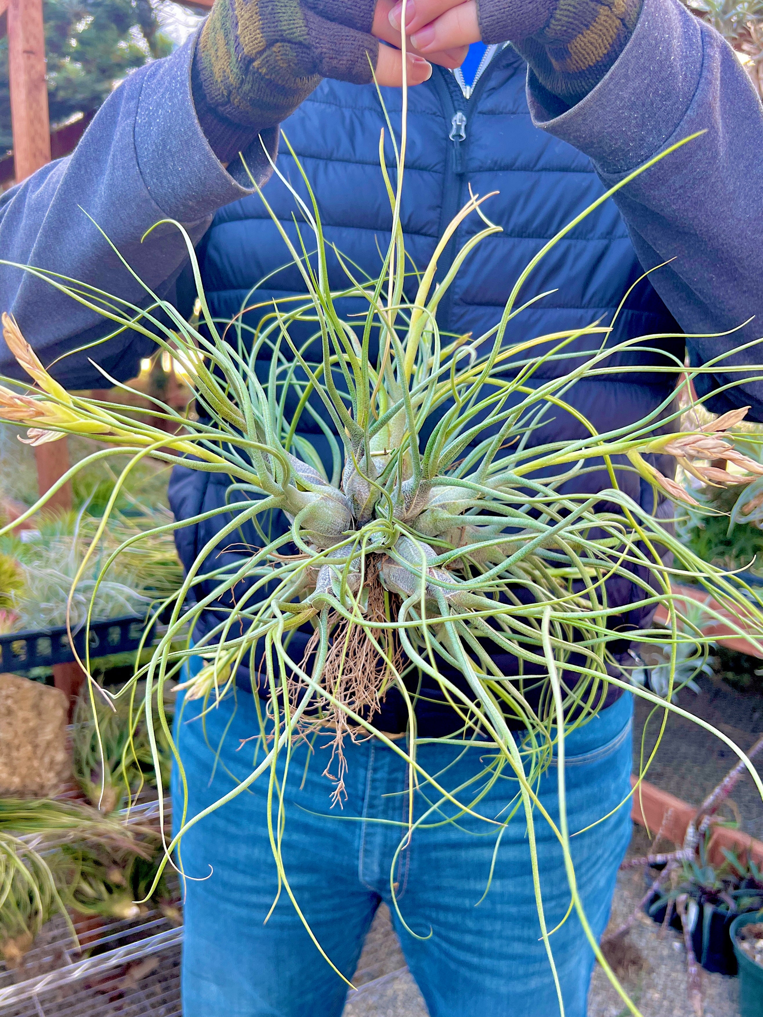 商品 – Page 2 – Air Plant Hub