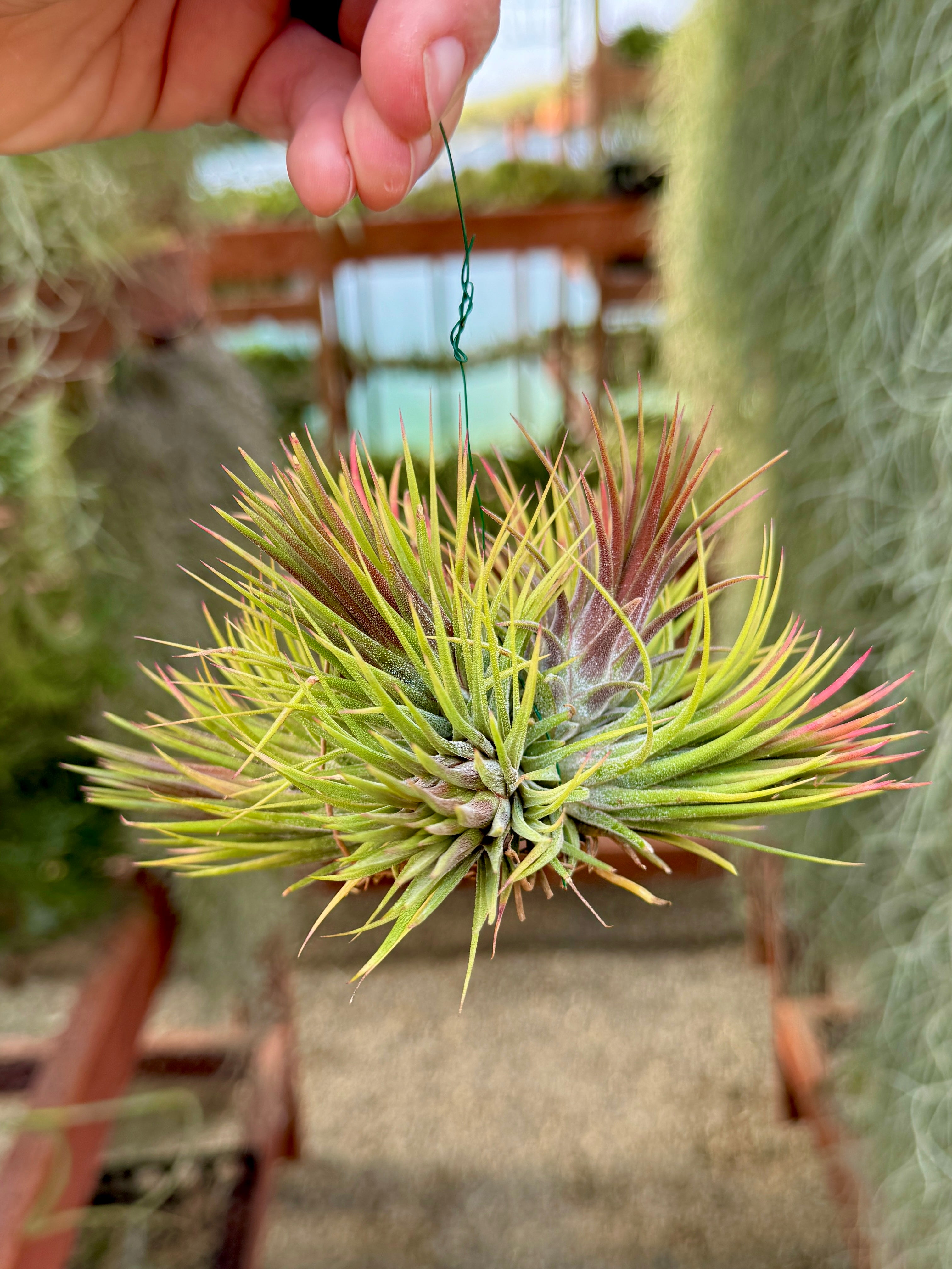 Rare / Premium Ionantha Selections (Exact Plant Pictured)