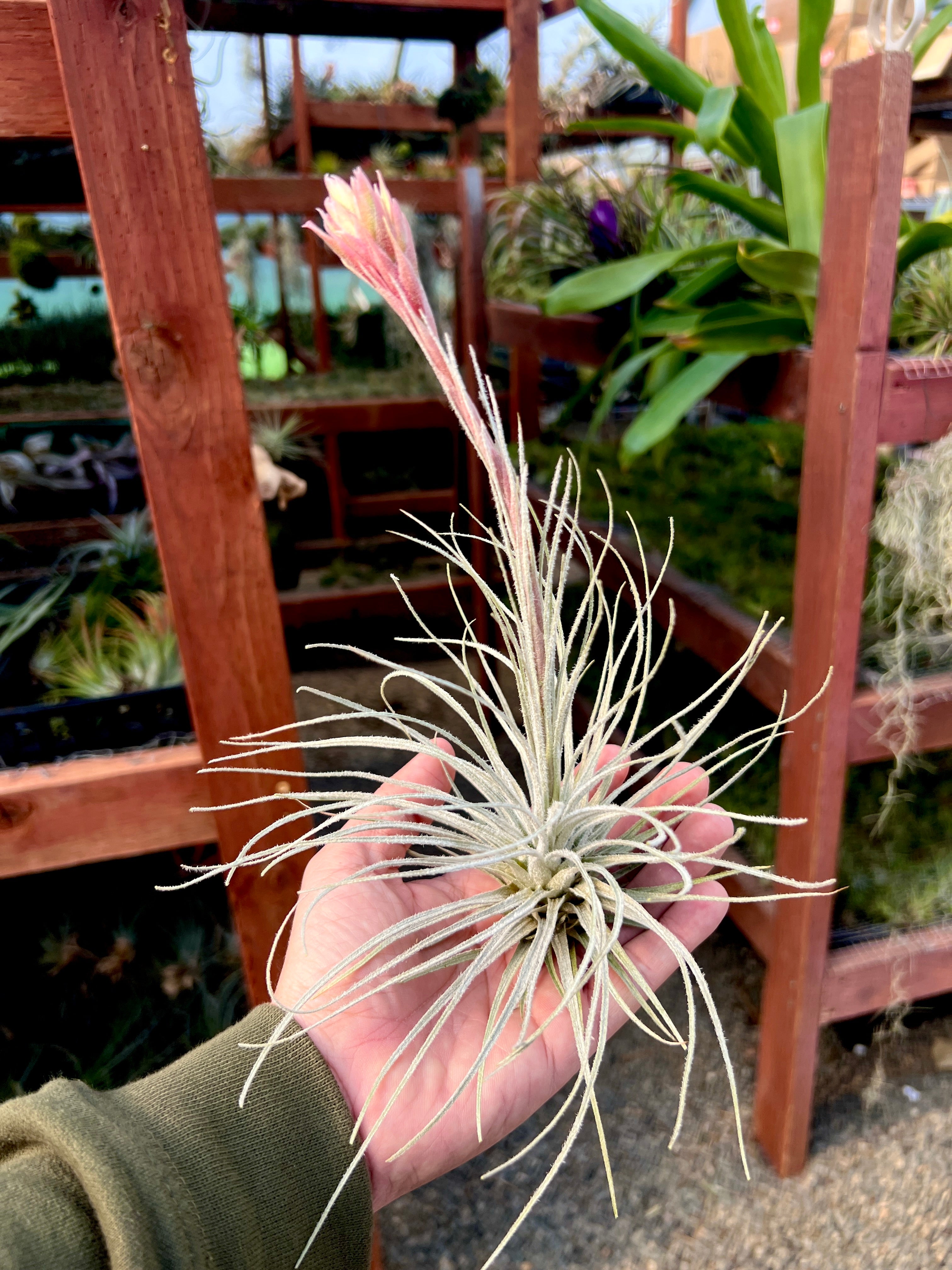テクトラム ペルー ラージ – Air Plant Hub