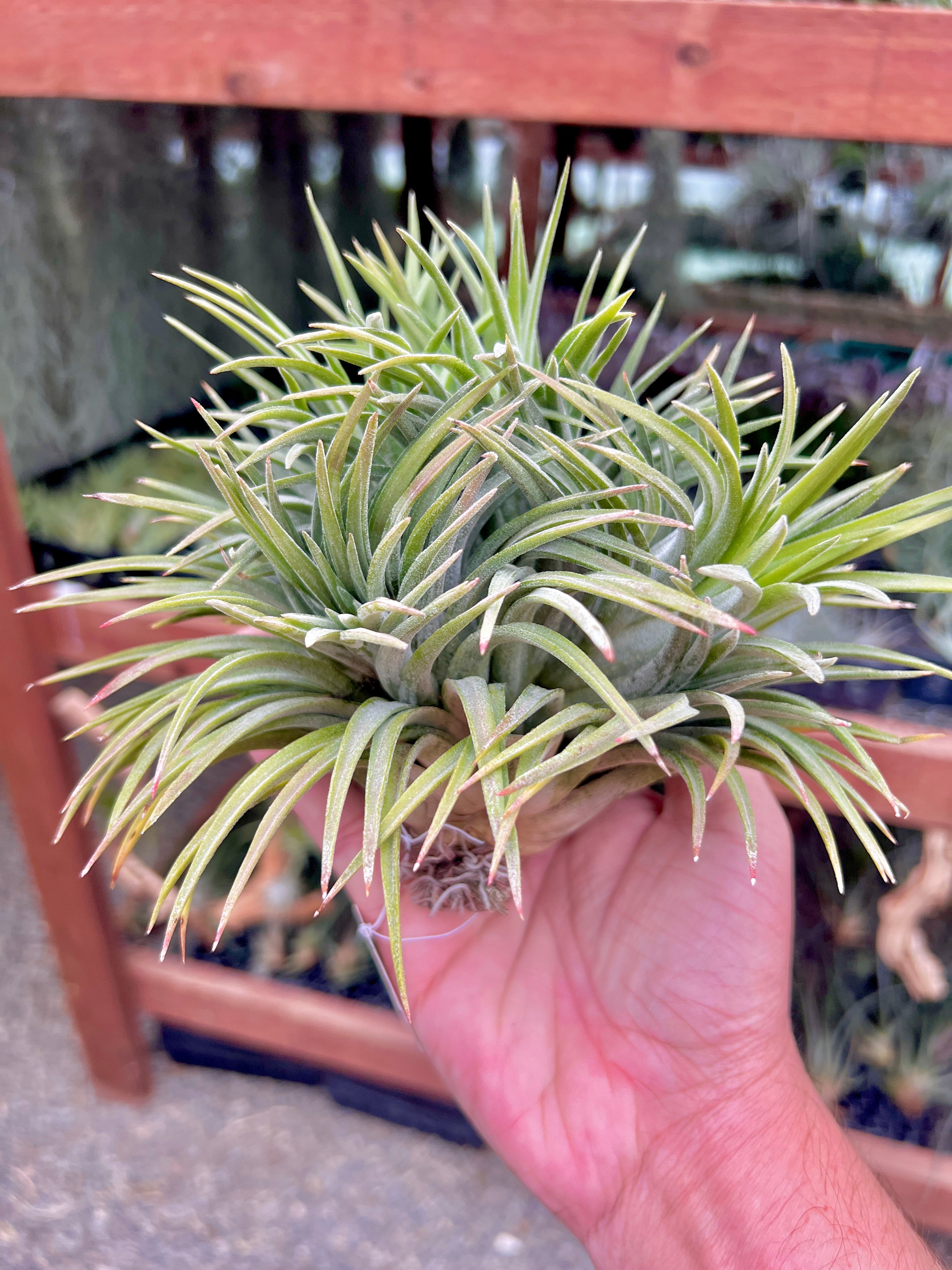 イオナンサ・ジャイアント (IDなし)