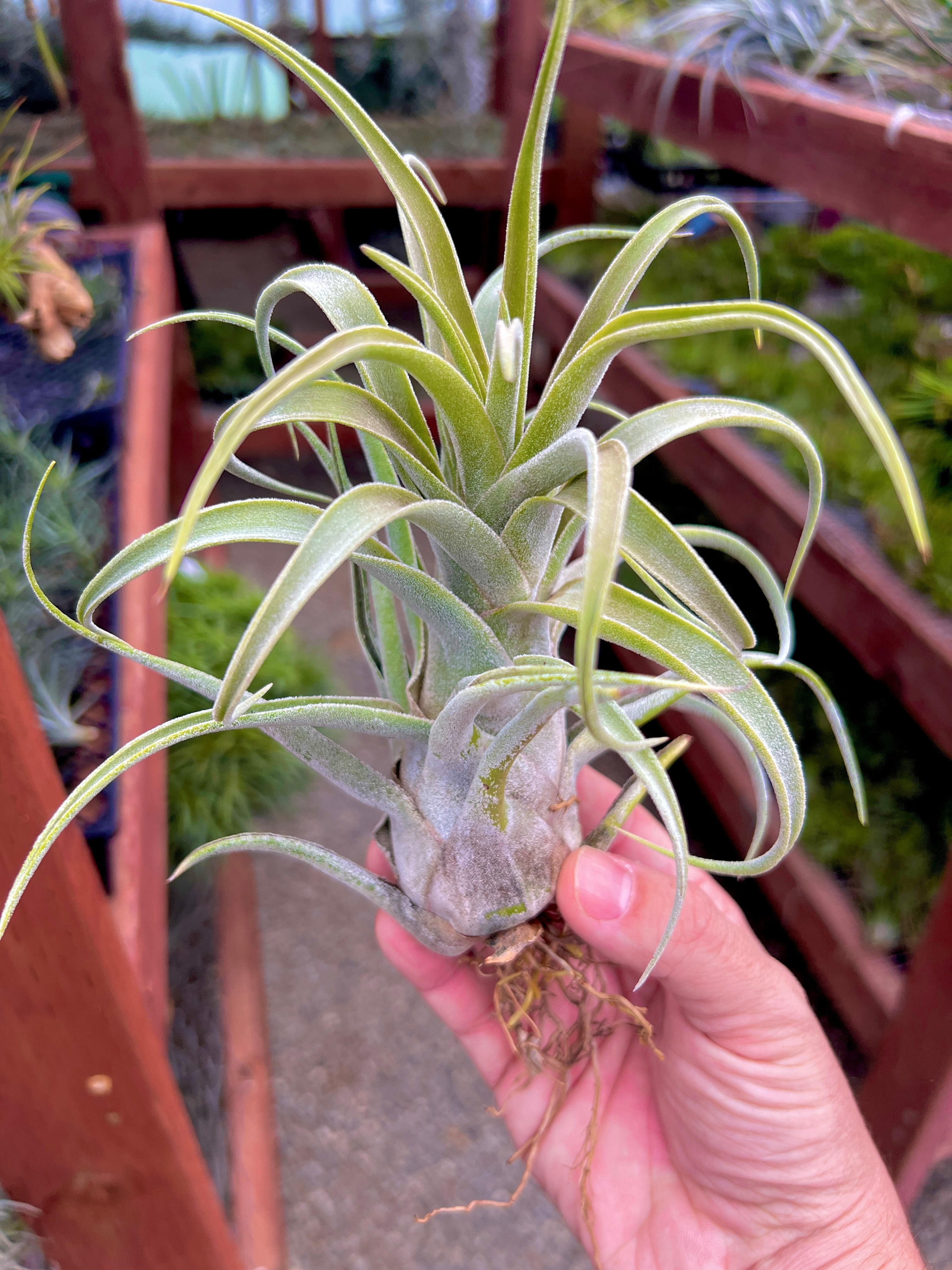 Blushing Giant (streptophylla x seleriana)