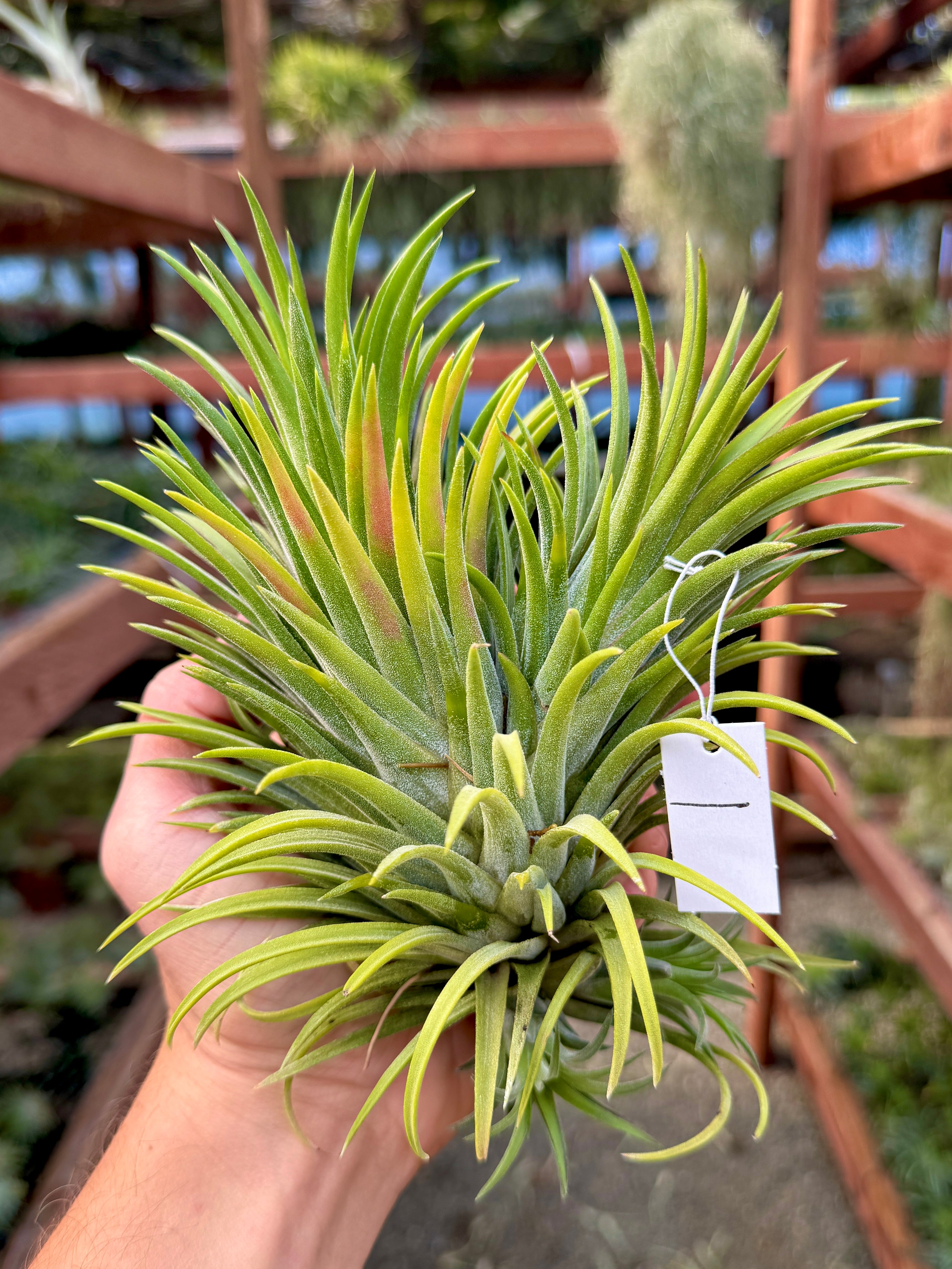 Rare / Premium Ionantha Selections (Exact Plant Pictured)