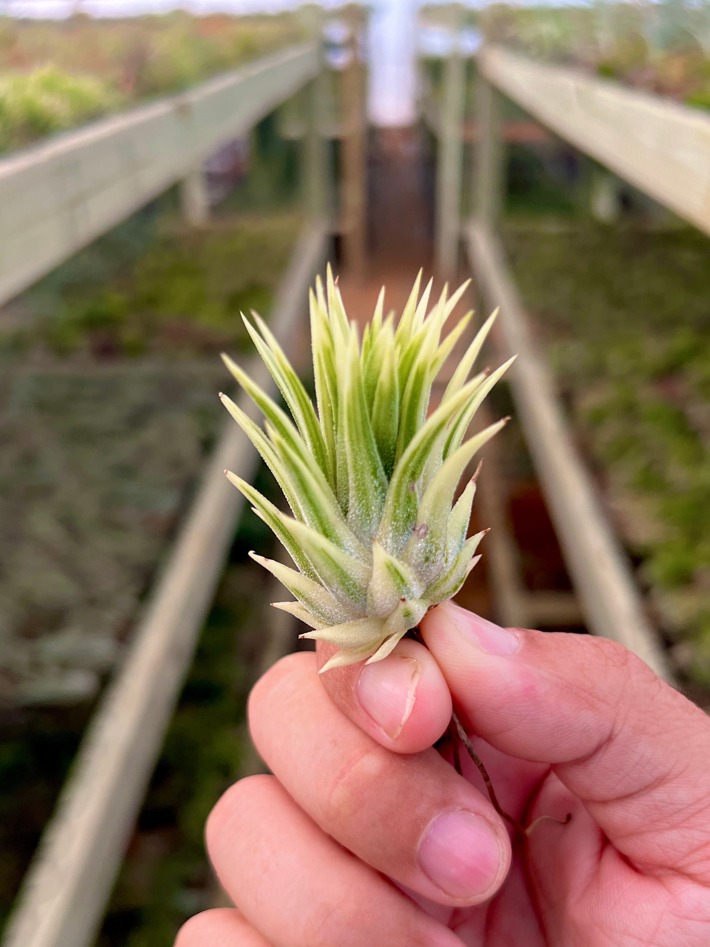 Ionantha Albo-Marginata (Variegated!) – Air Plant Hub