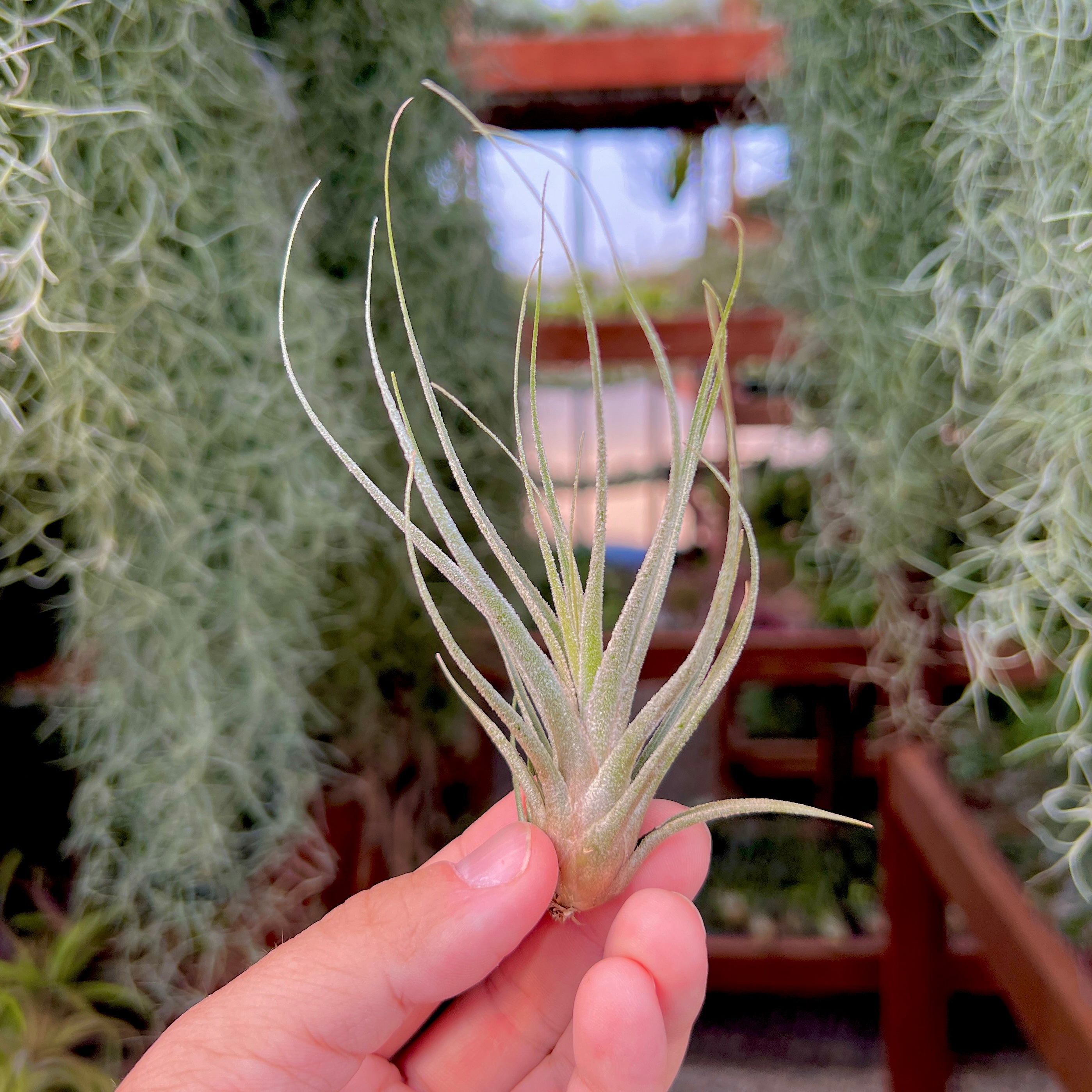 ehlersiana air plant Ehlersiana Giant Form (XL Back In Stock) XL