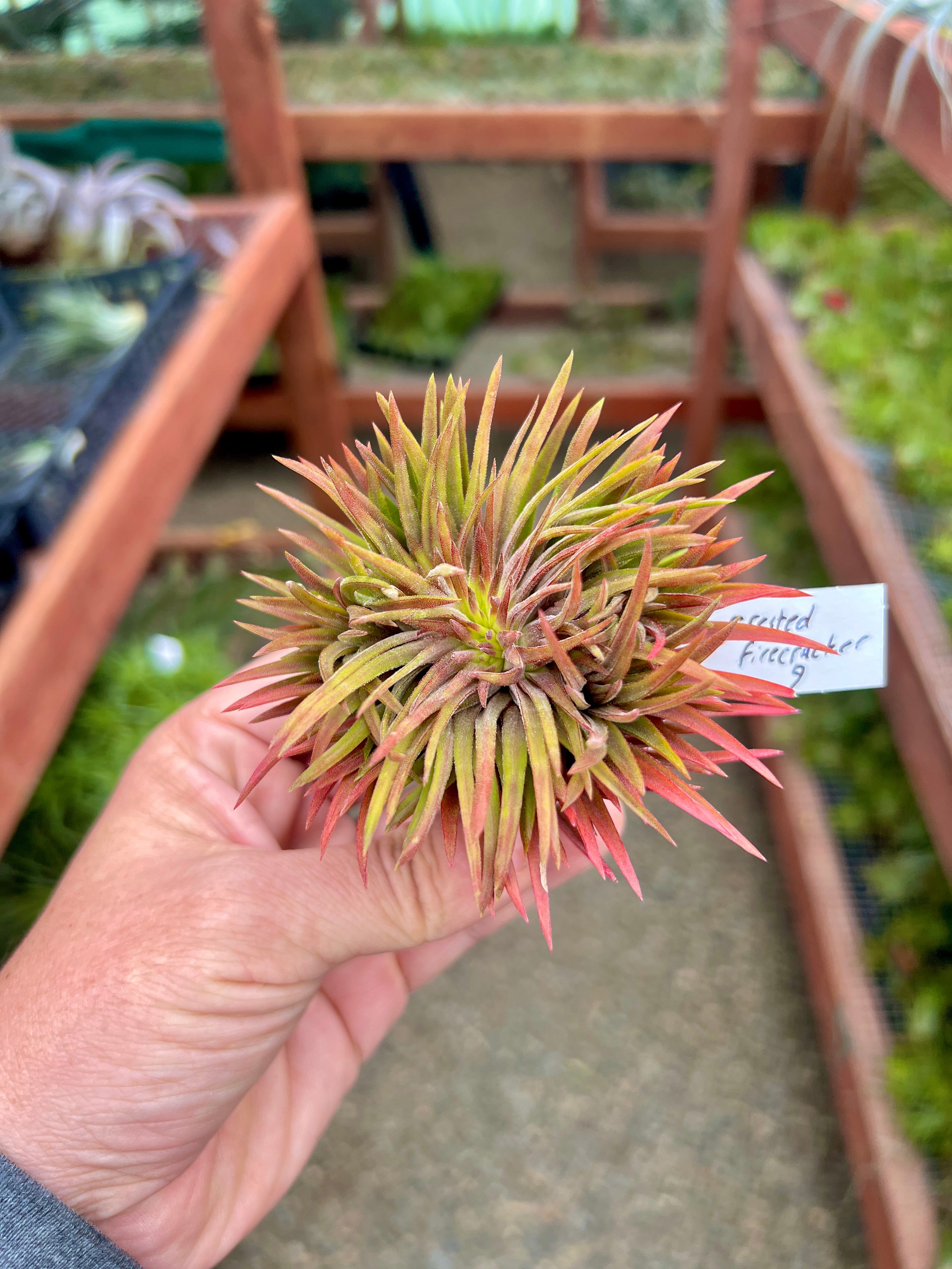 Crested Ionantha Clump <br> (Exact Plants Pictured)