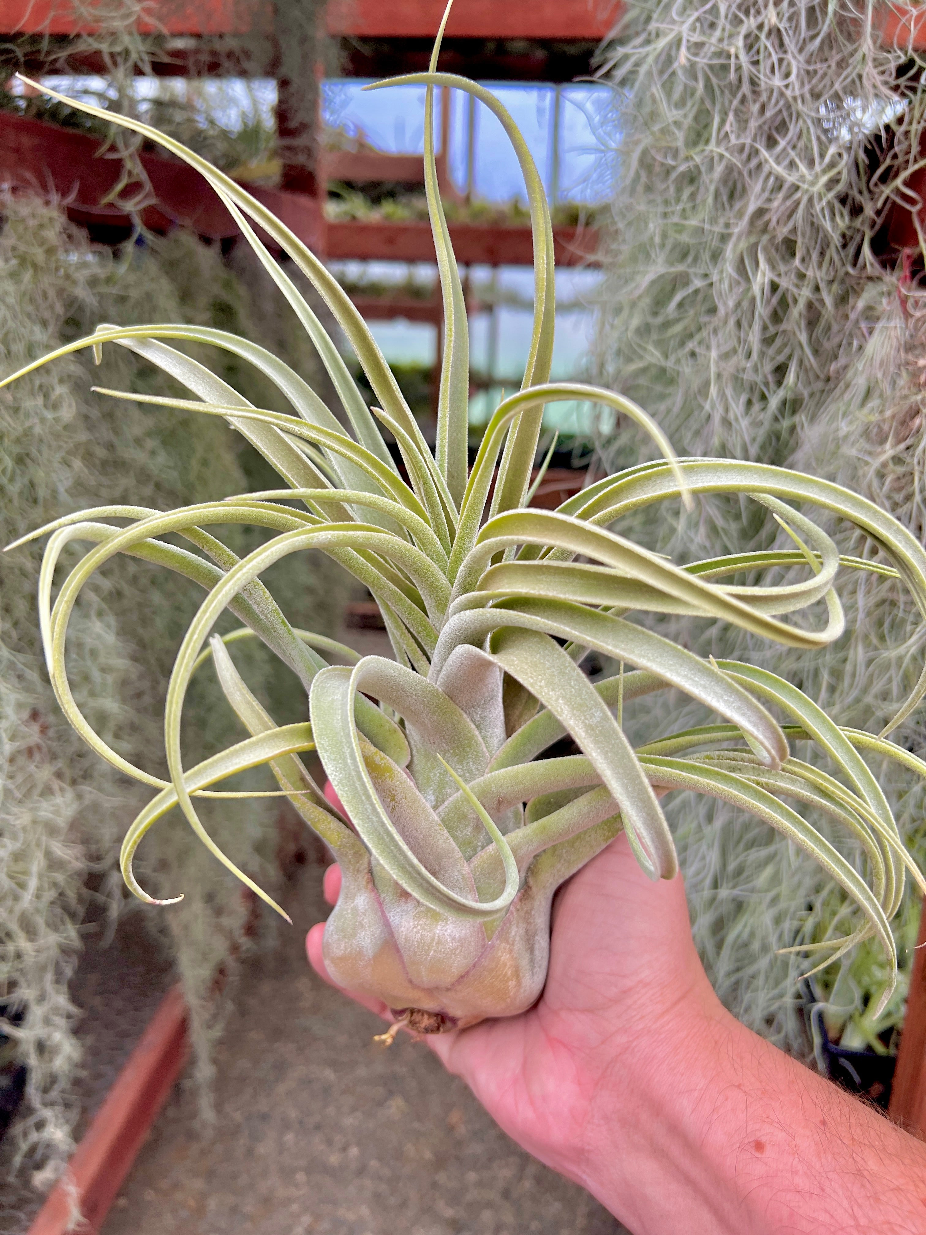 Blushing Giant (streptophylla x seleriana)