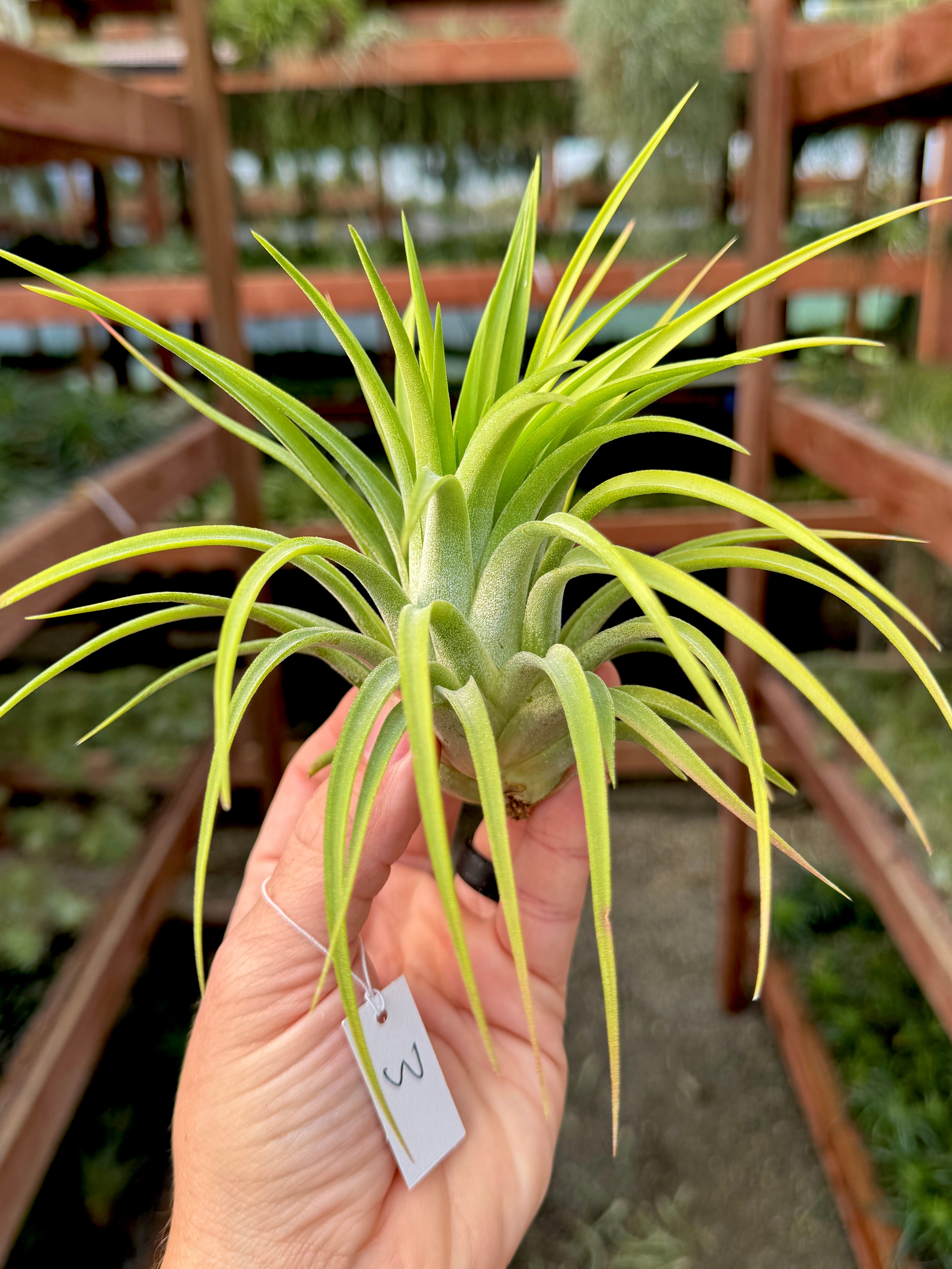 Rare / Premium Ionantha Selections (Exact Plant Pictured)