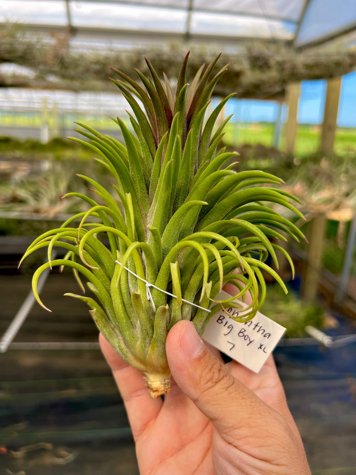 Rare / Premium Ionantha Selections Pt. 2 <br> (Exact Plant Pictured) <br>*NEW Plants Added 9/17/26*