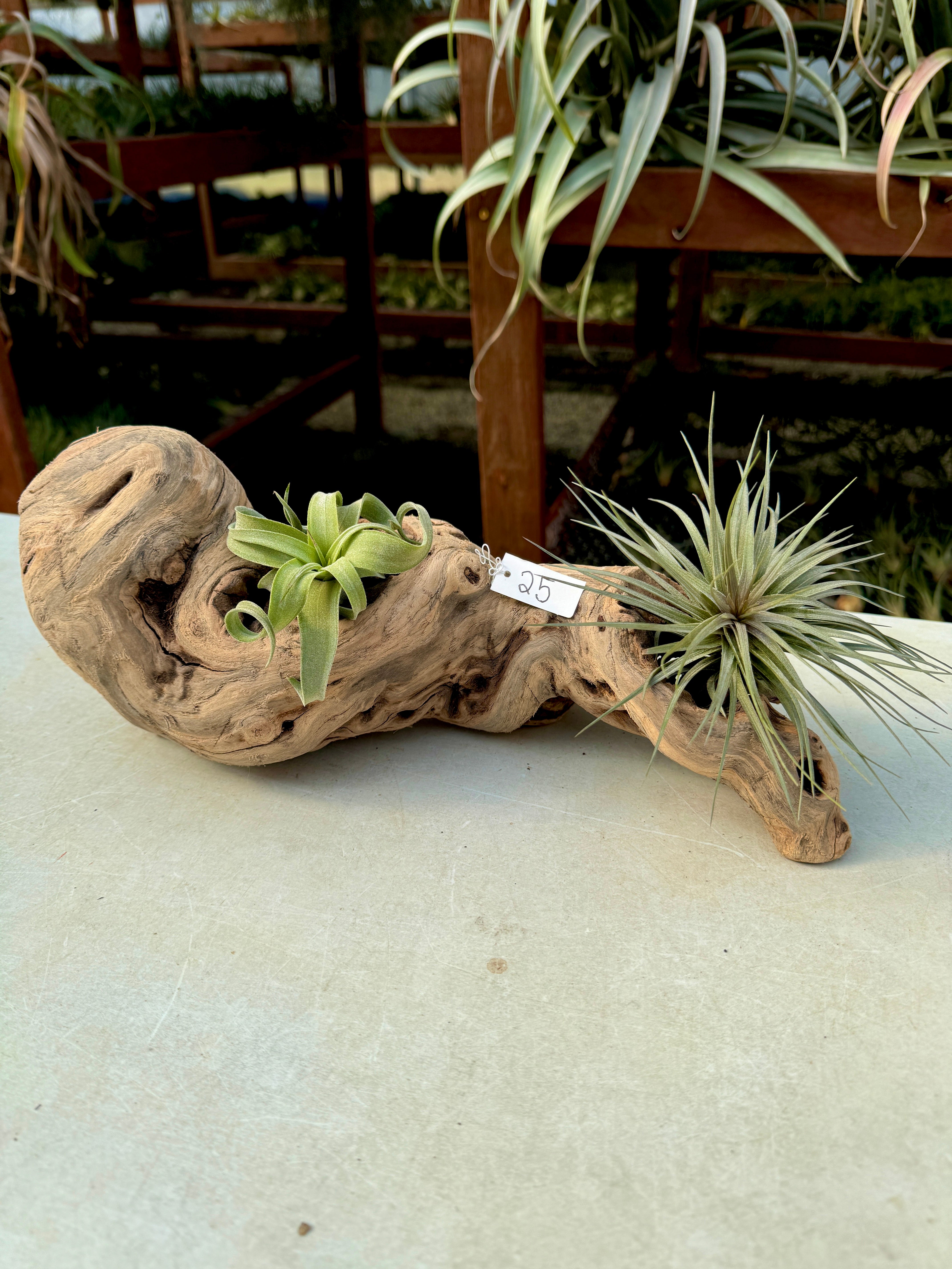 air plant log Grapewood Log + Premium Air Plant Display , (NEW Options Added 3/15/26)