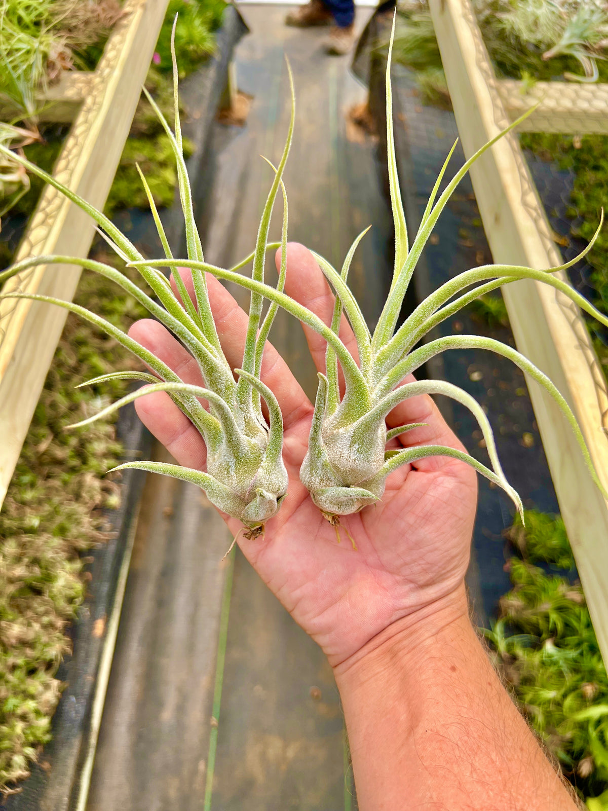 Pruinosa Columbia (RARE)