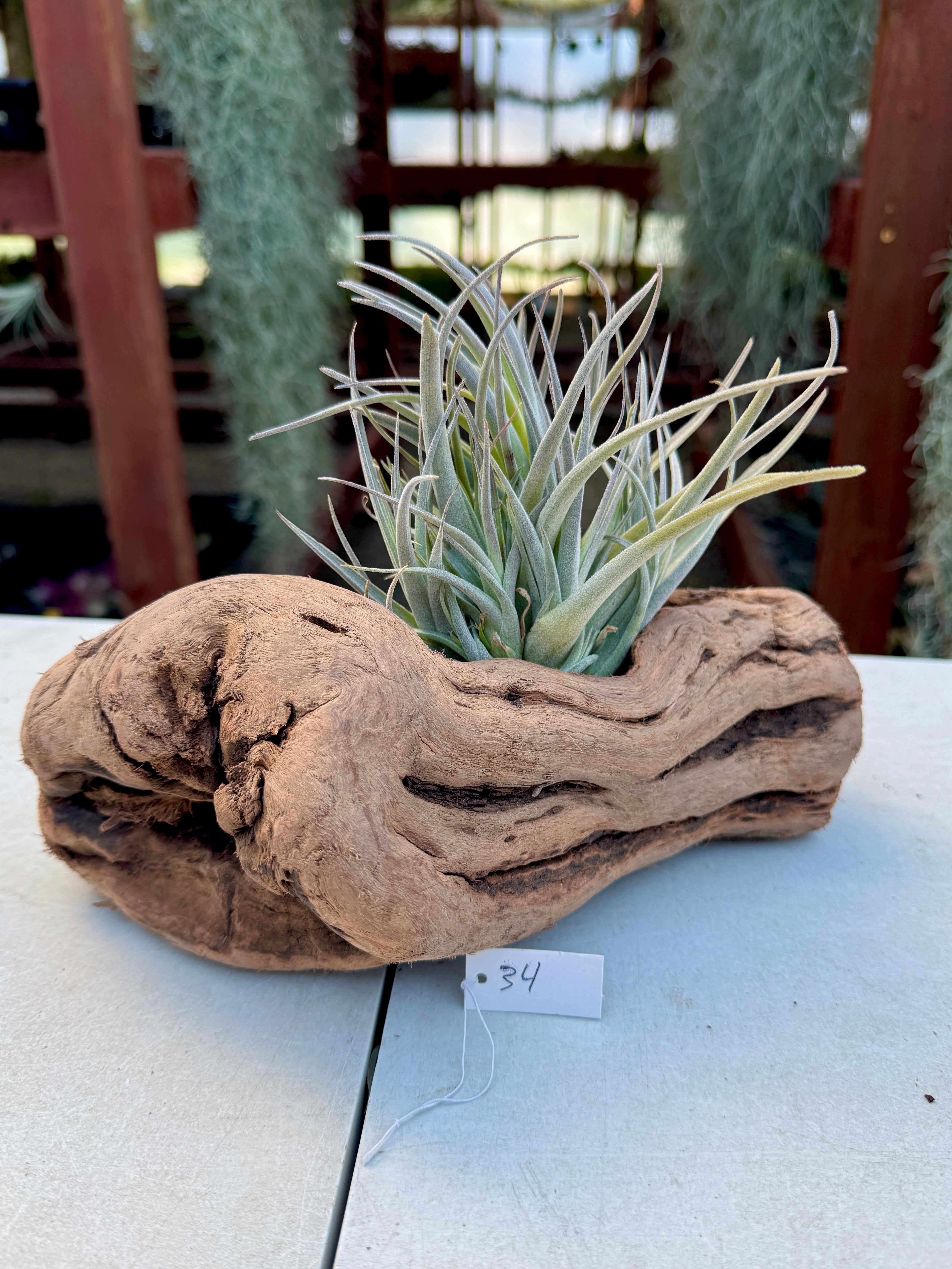 Grapewood Log + Premium Air Plant Display <br> (NEW Options Added 3/22/25)