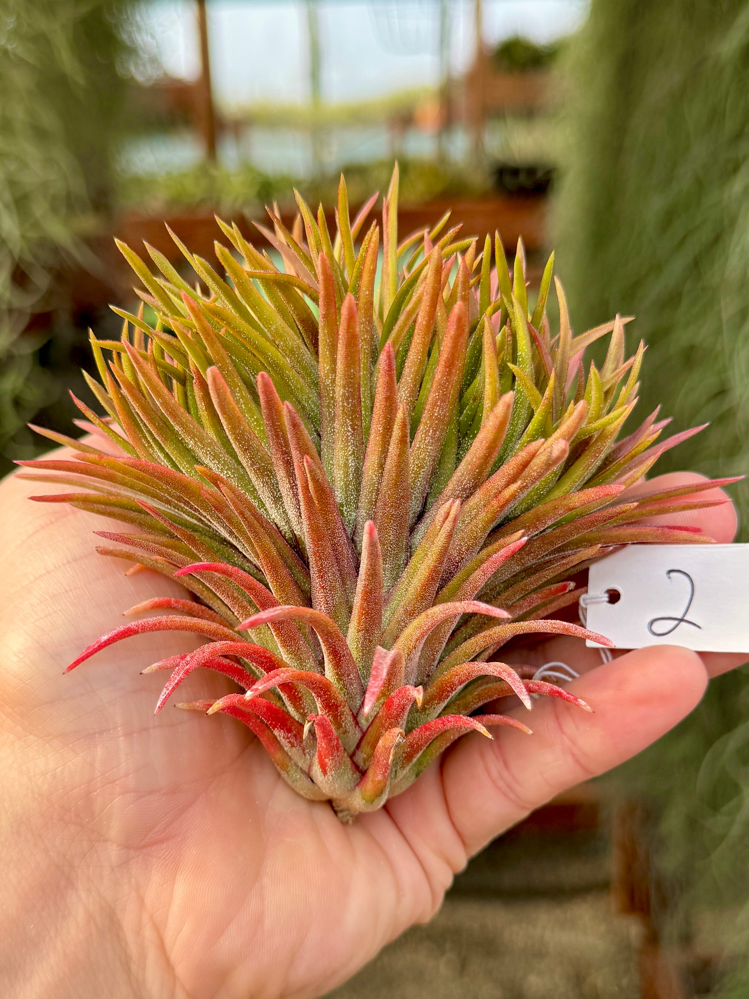 Rare / Premium Ionantha Selections (Exact Plant Pictured)