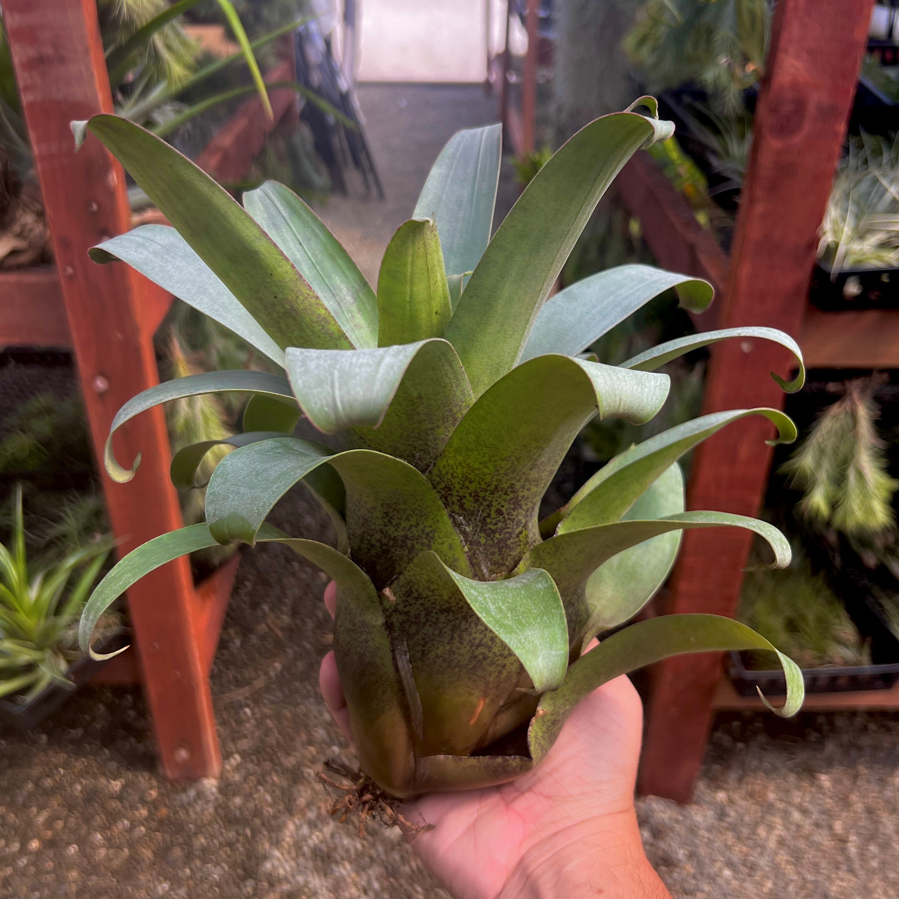 Vriesea Botafogensis air plant epiphyte tank terrarium species for sale