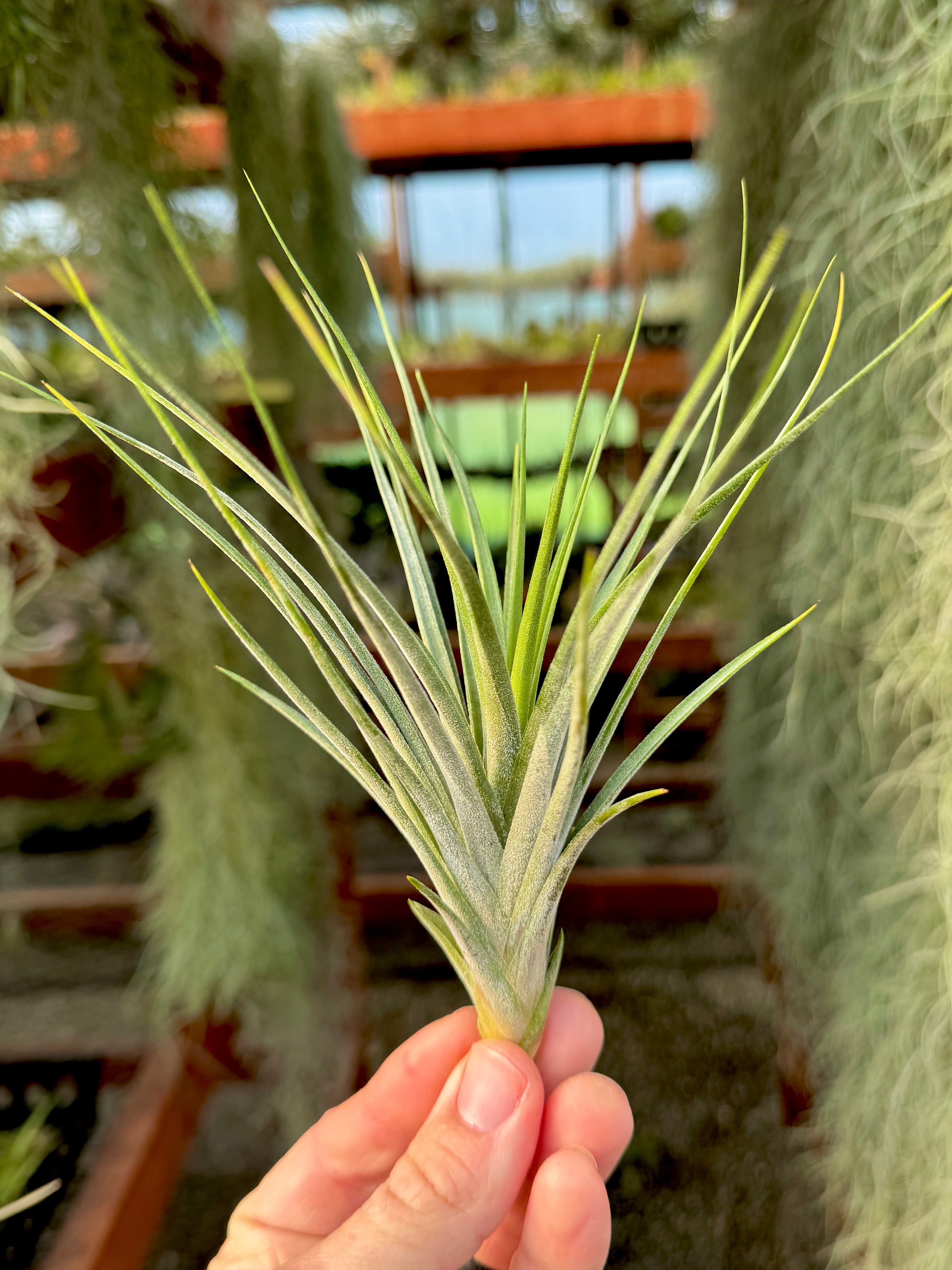 Rectifolia (Ionantha x Schiedeana)