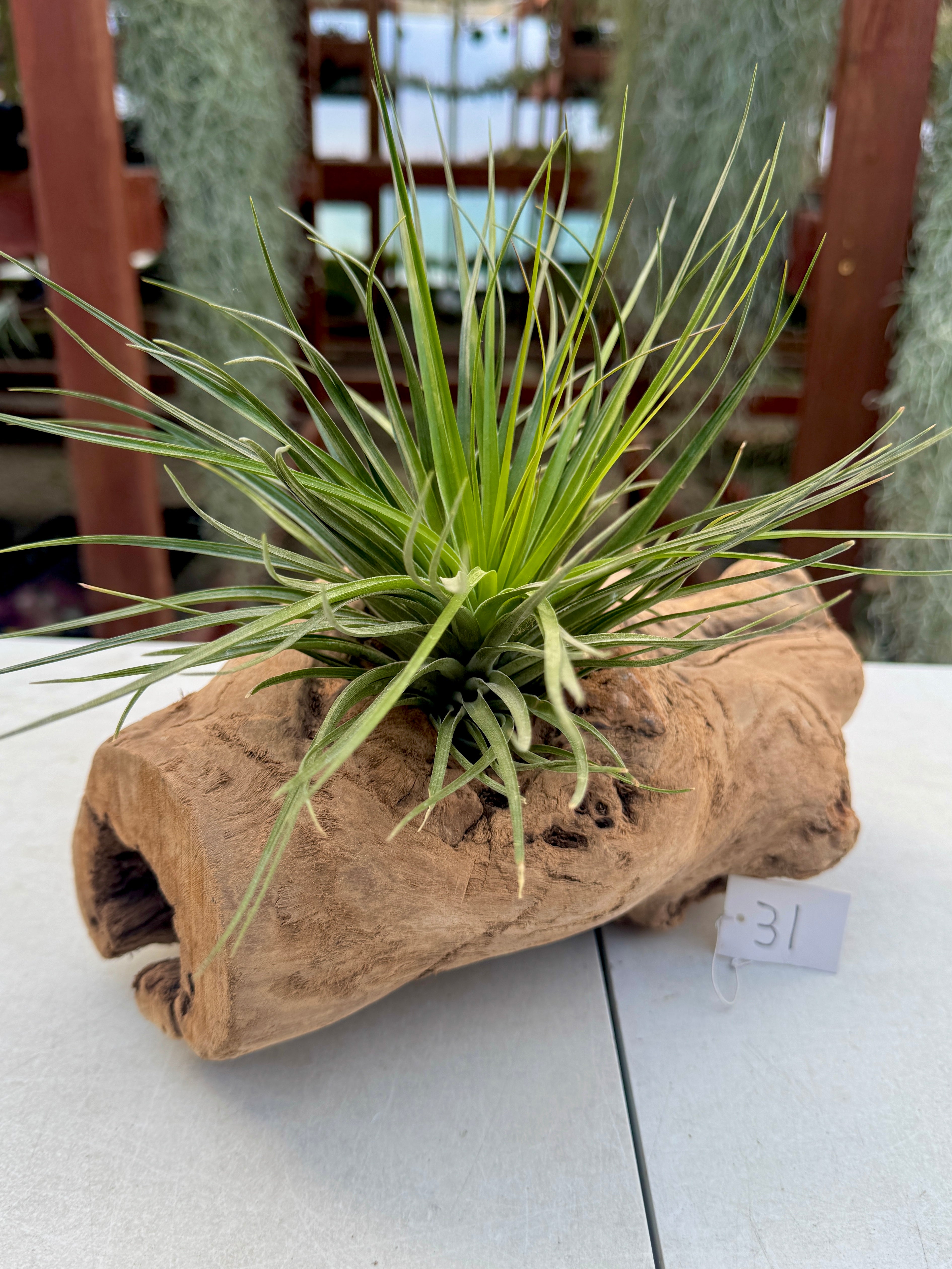 Grapewood Log + Premium Air Plant Display <br> (NEW Options Added 3/22/25)