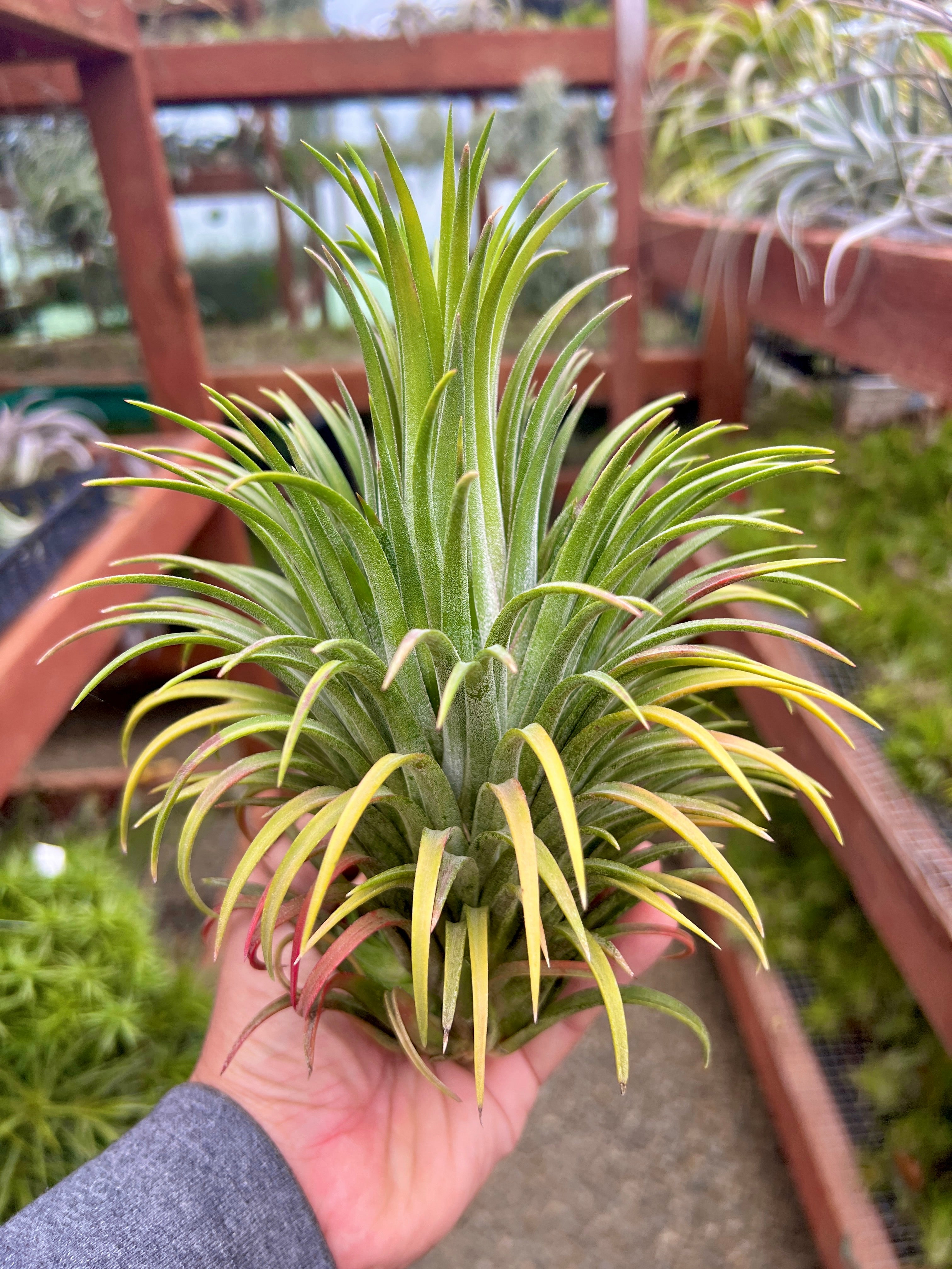 Ionantha Curly Giant XL Selections – Air Plant Hub