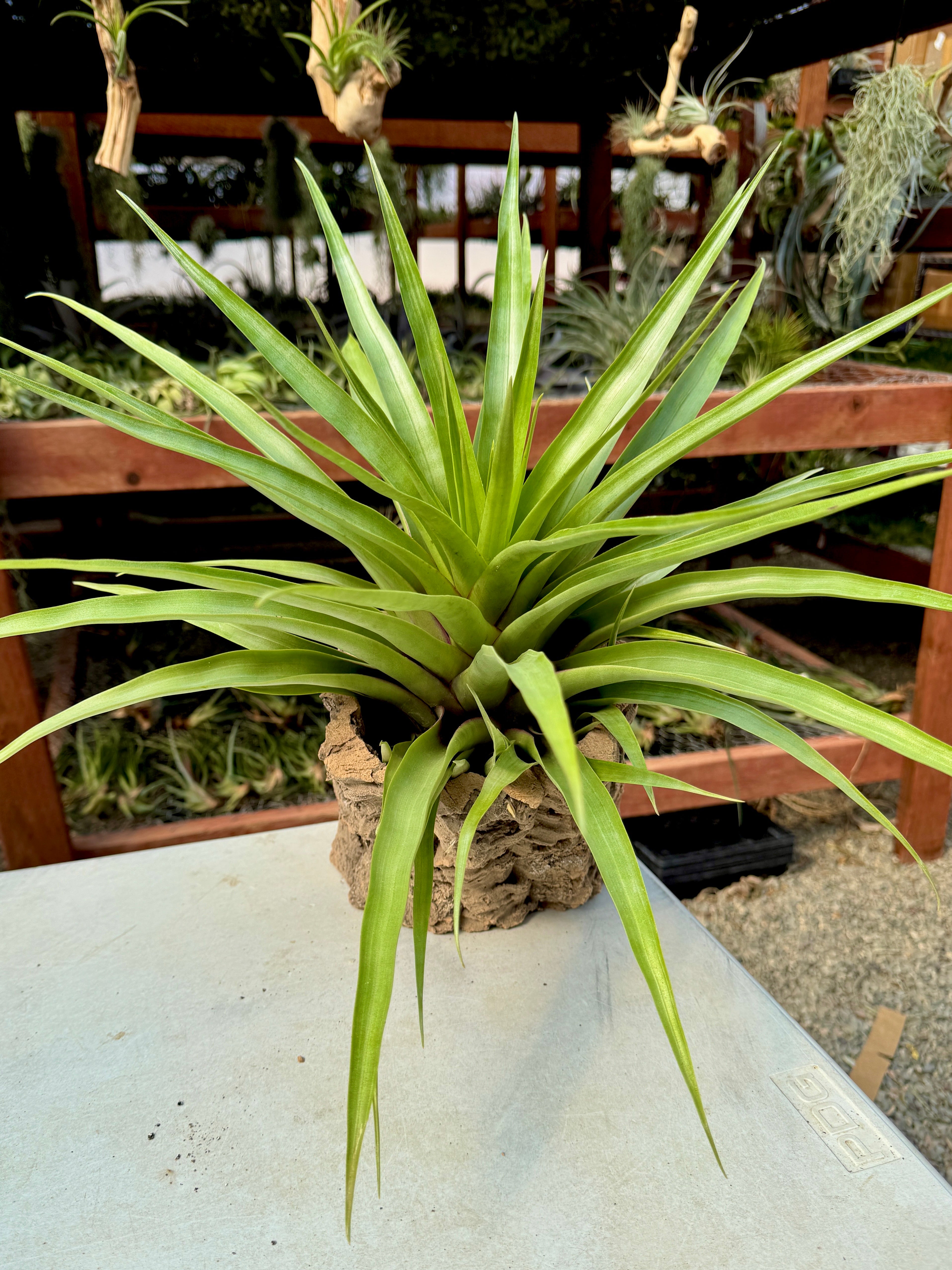 Tall green plant in a pot on a white surface with a blurred outdoor background