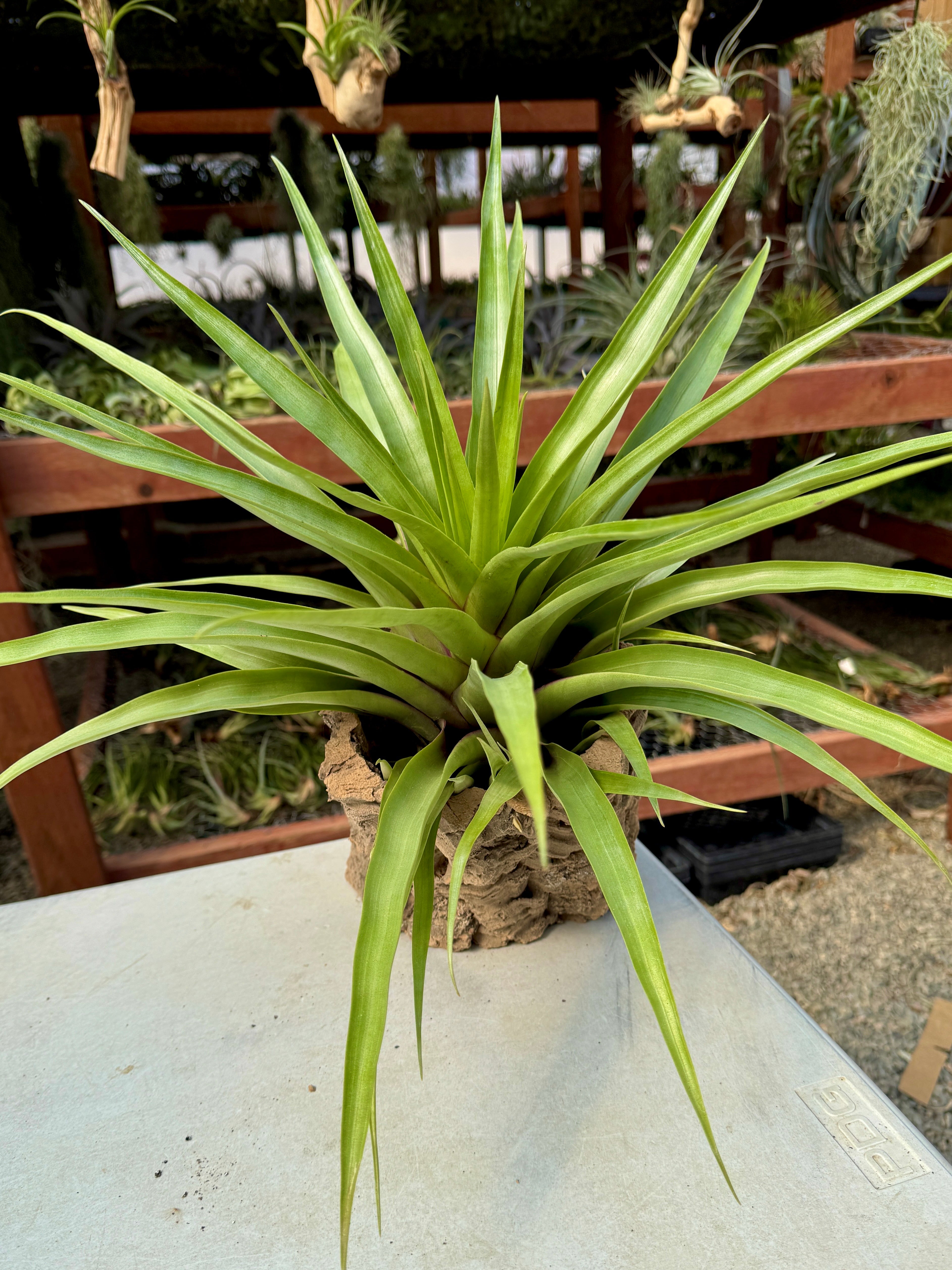 Green air plant on a white surface with a blurred garden background
